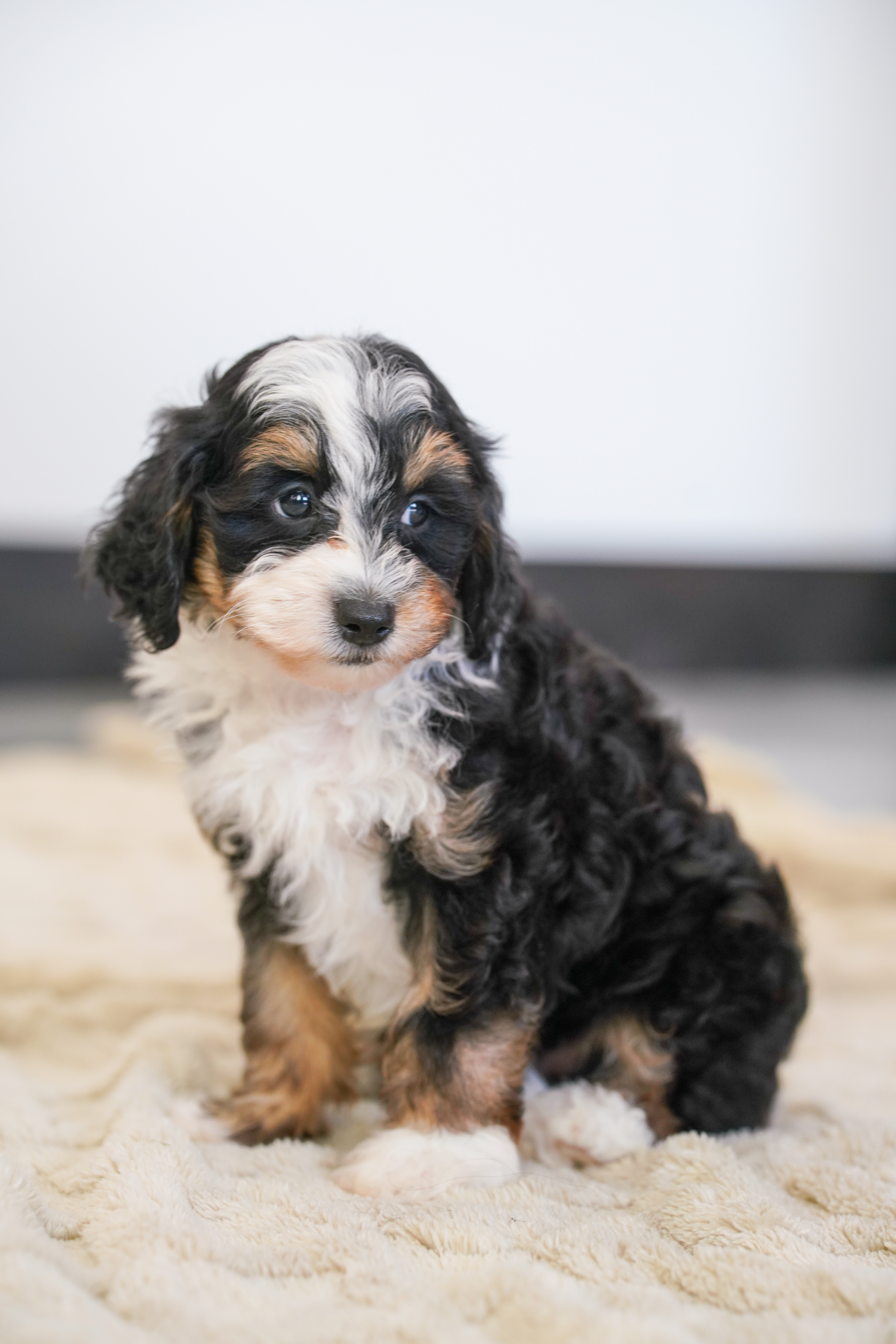 Beau, Tri Colored, boy, Micro Bernedoodle, puppy at Down Home Doodle