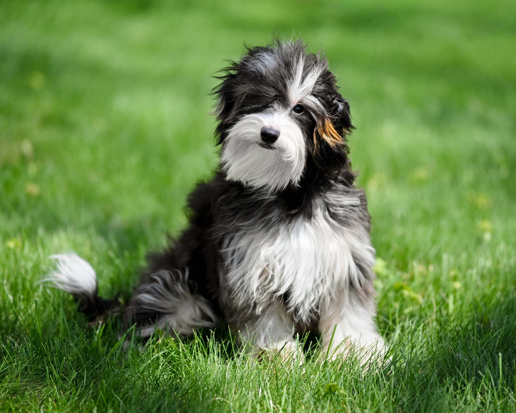 Our irresistibly petite 10-pound Micro Bernedoodle mom with a sweet teddy bear face and a snuggly, people-loving personality.