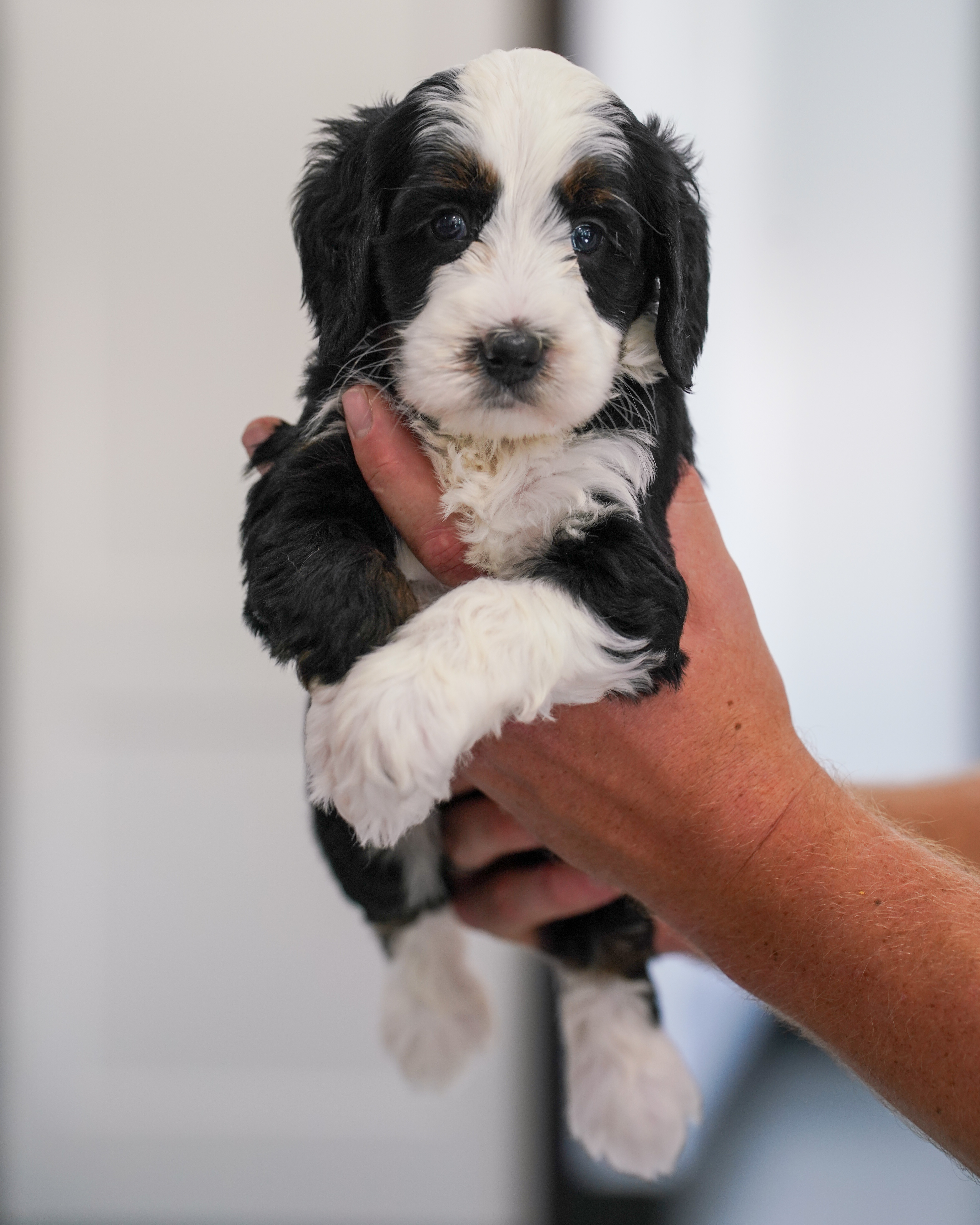 Custard, Tri Colored boy from the Sweet as  Pie Litter