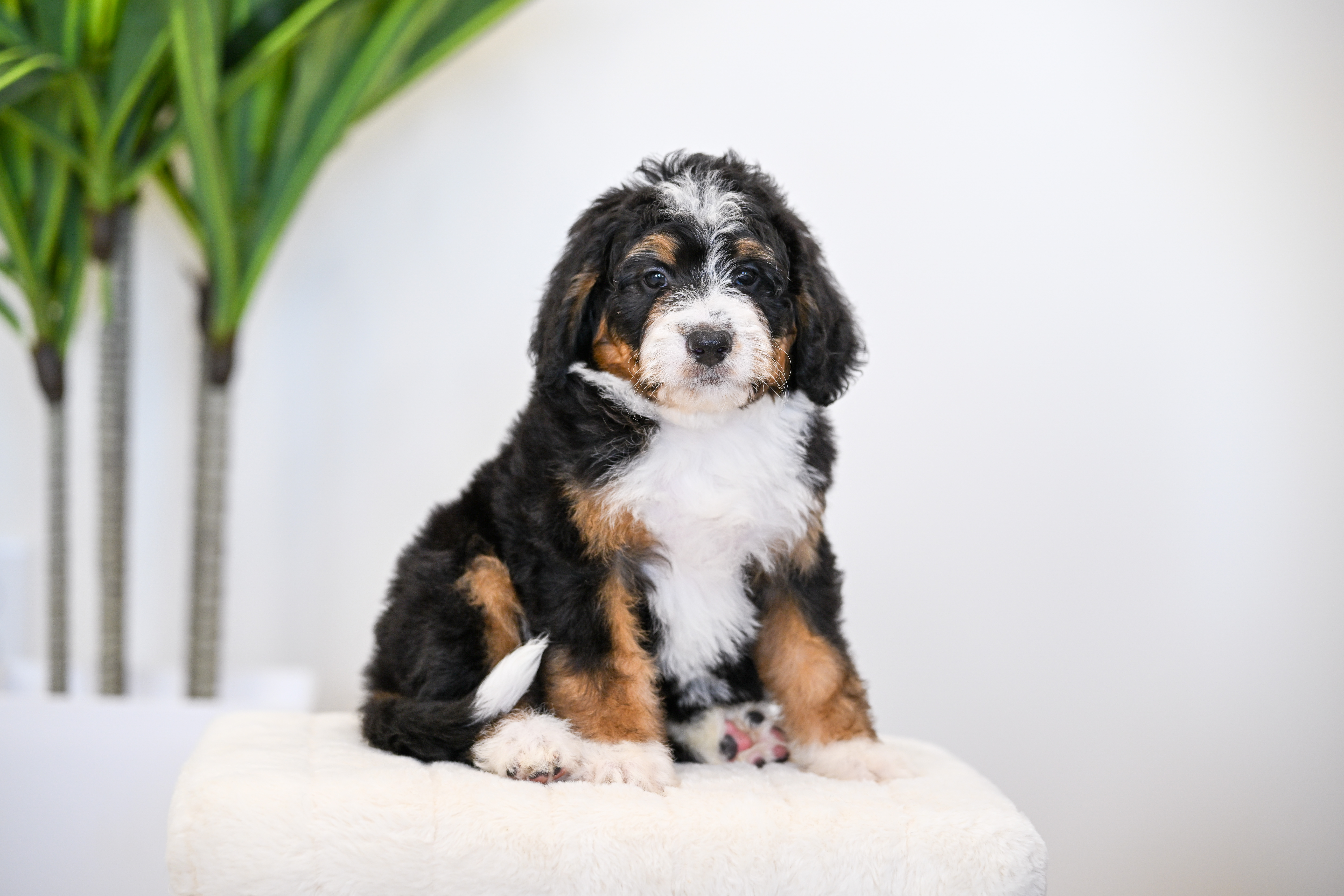 Taki, Tri Colored, girl, Mini Bernedoodle, puppy at Down Home Doodle
