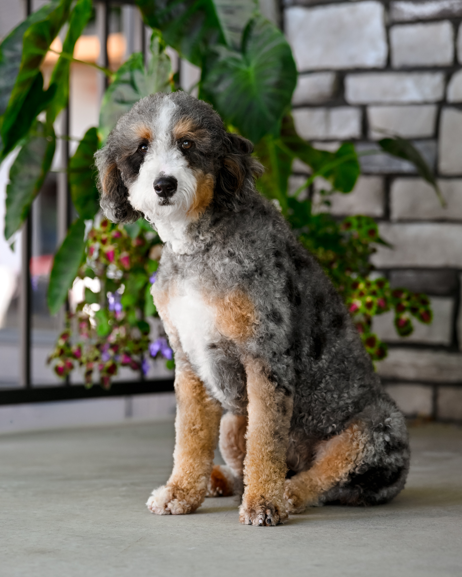 Our beautiful 35-pound Blue Merle Tri Mini Bernedoodle mom with vibrant copper tan points, a thick, curly coat, and an intelligent, spirited personality.