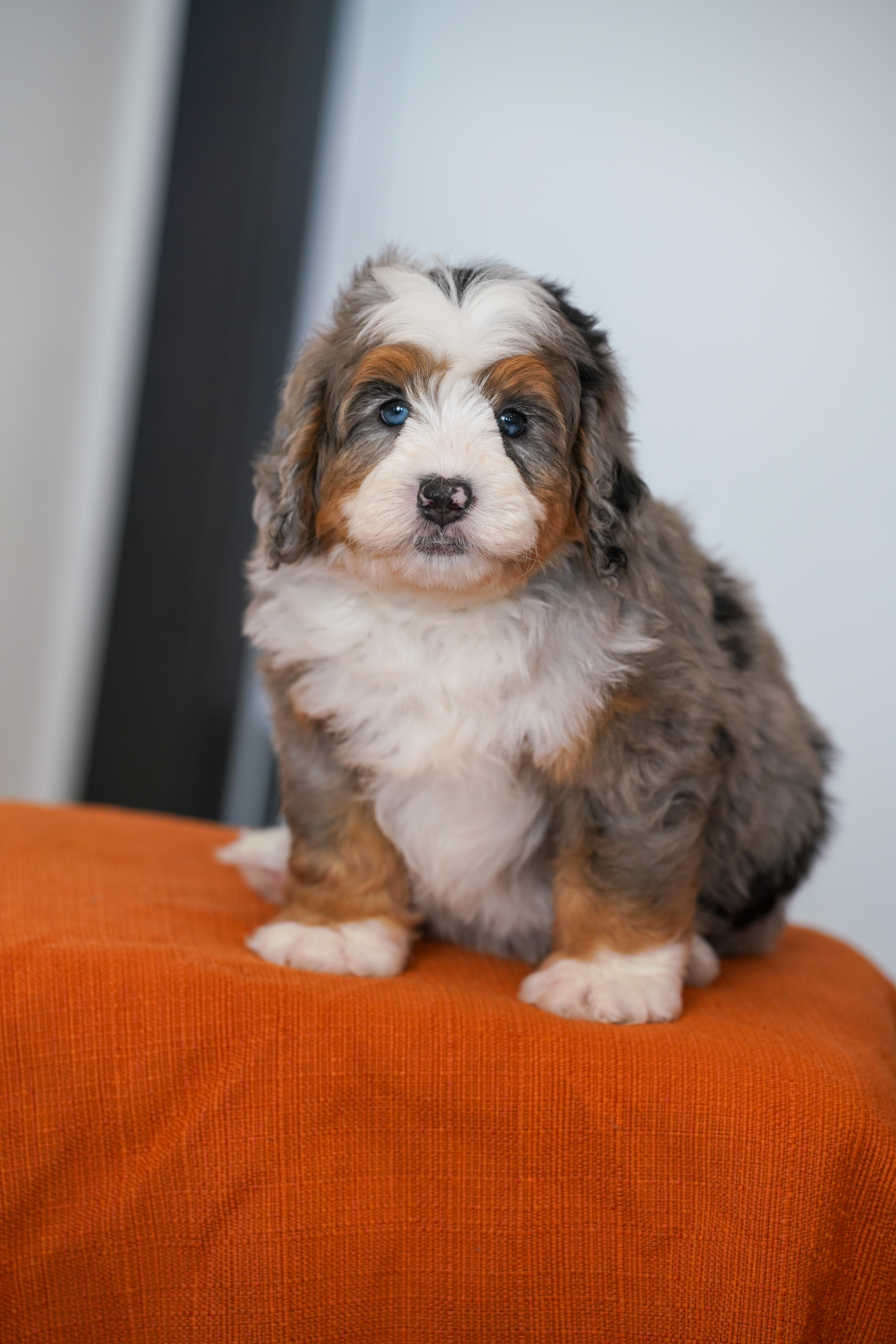 Eric, Merle Tri Colored, boy, Mini Bernedoodle, puppy at Down Home Doodle