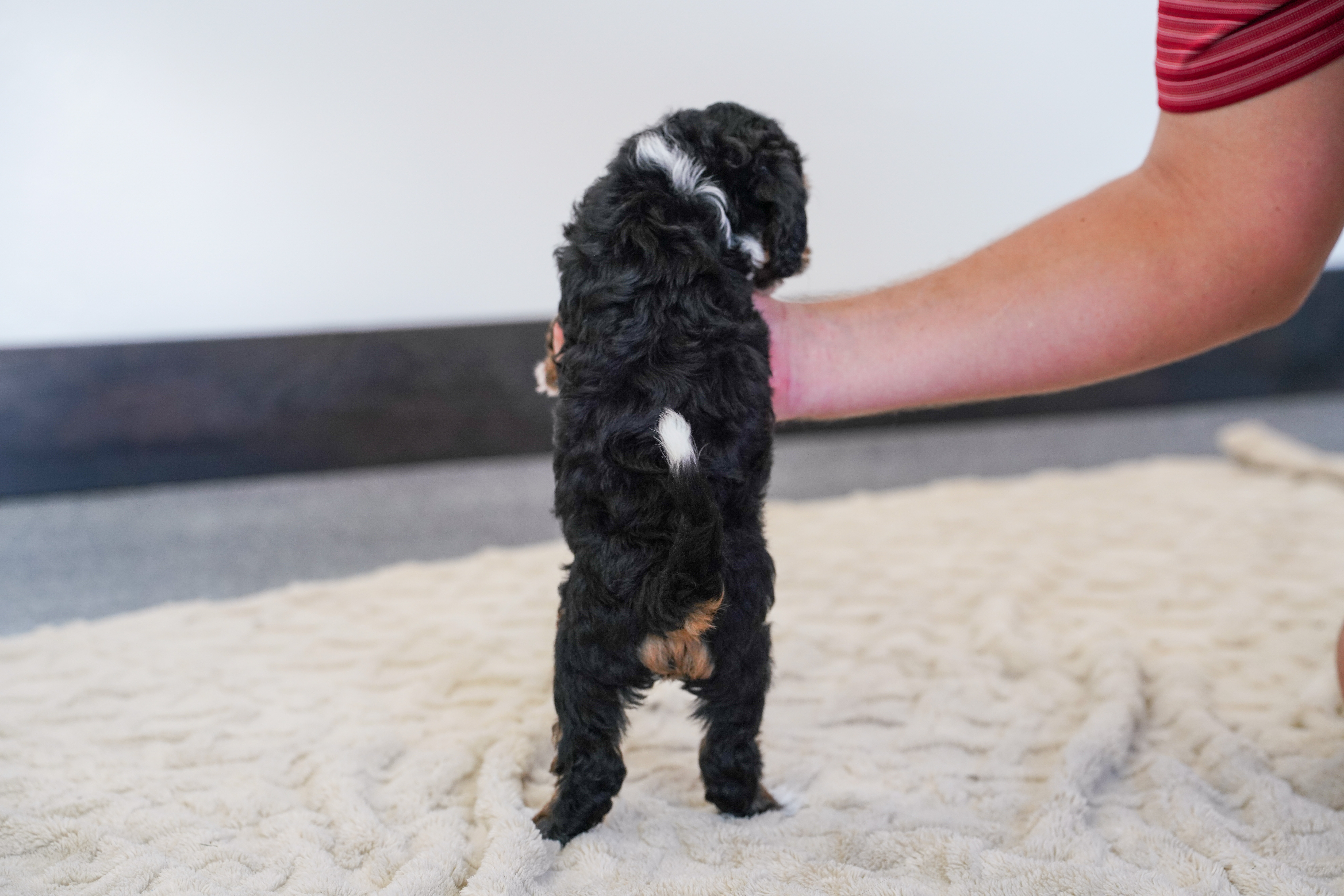 Peony, Tri Colored, girl, Micro Bernedoodle, puppy at Down Home Doodle