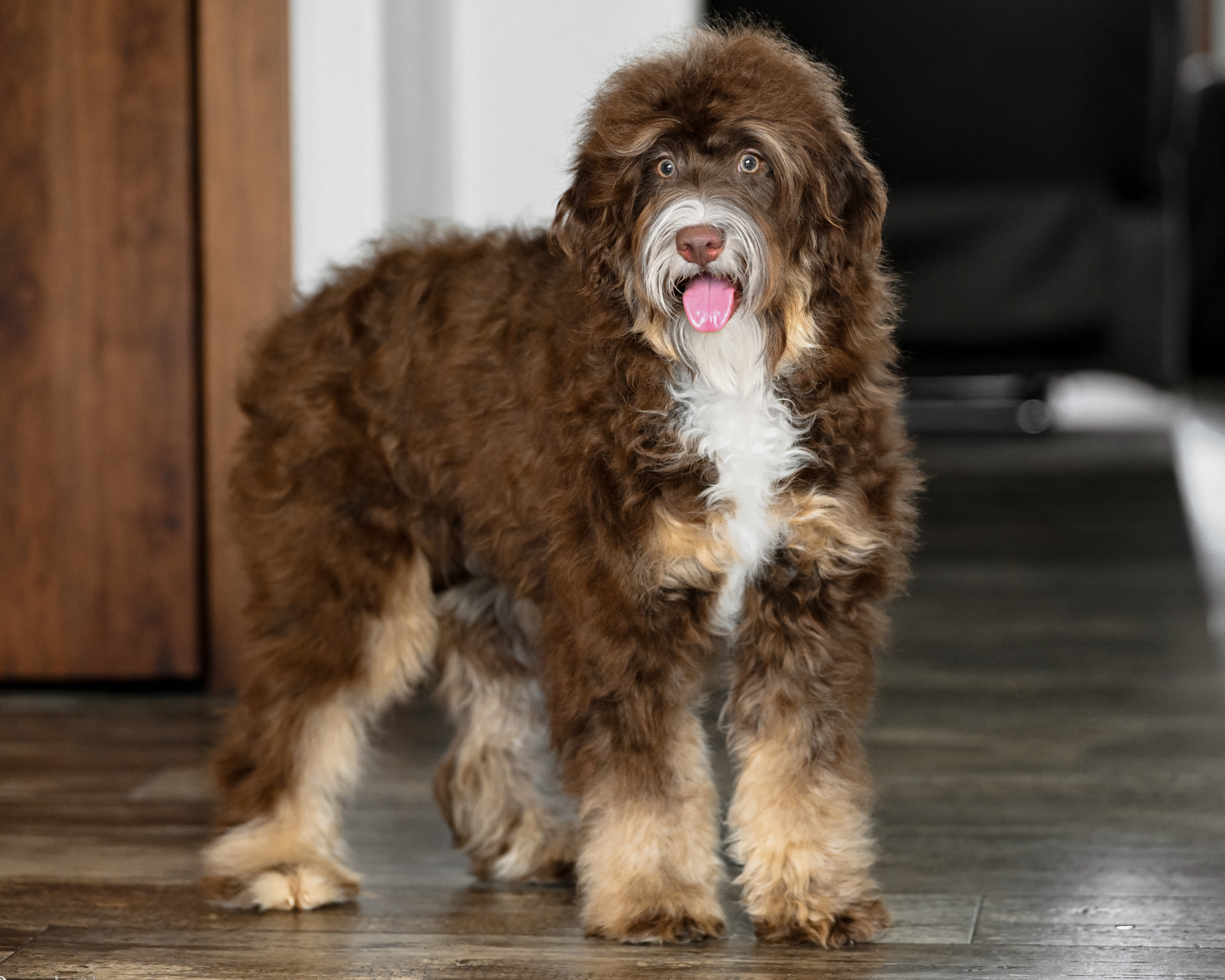 Nala, photo 3