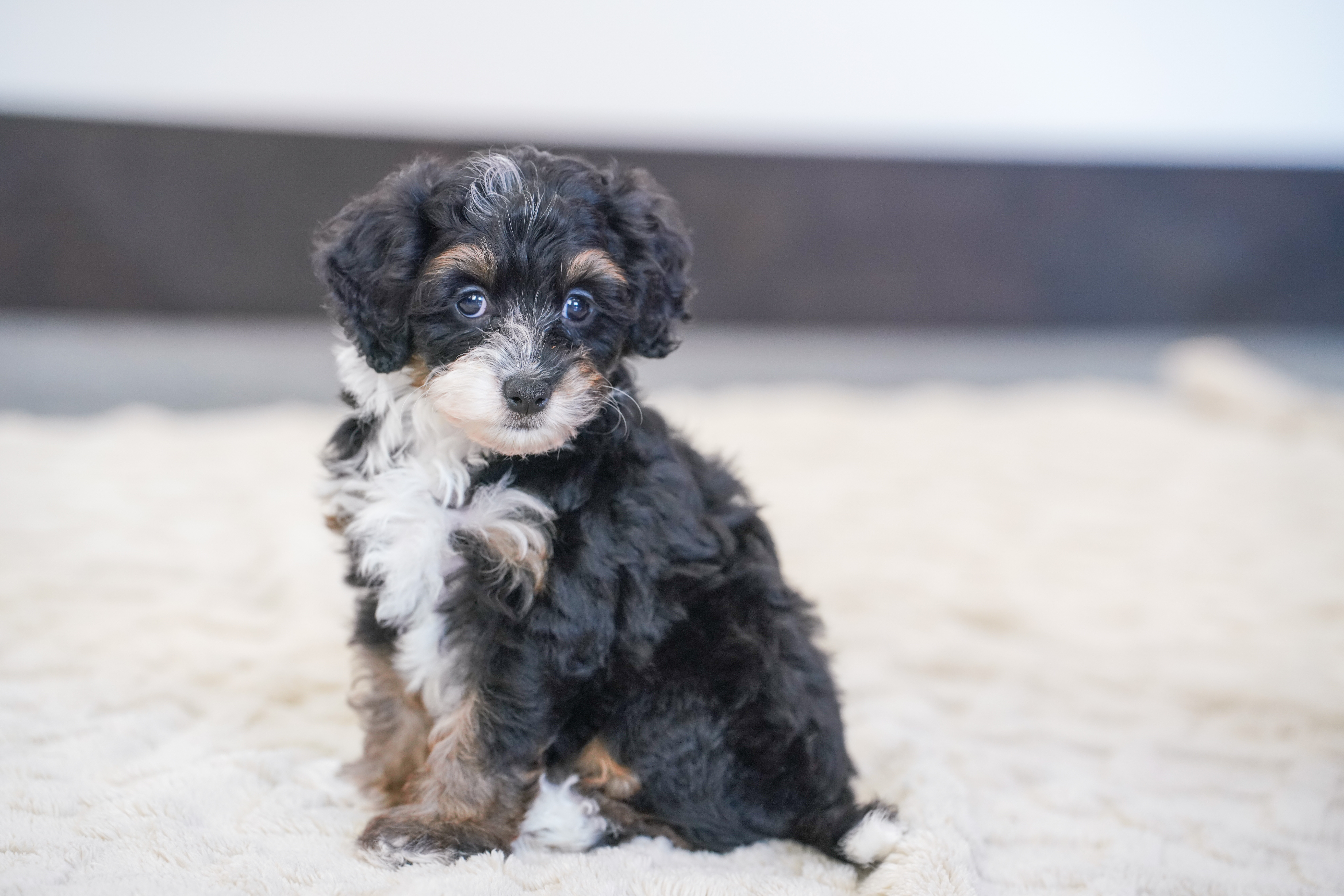 Flora, Tri Colored, girl, Micro Bernedoodle, puppy at Down Home Doodle