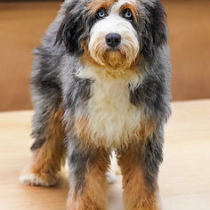 Puppy from a previous Mika litter