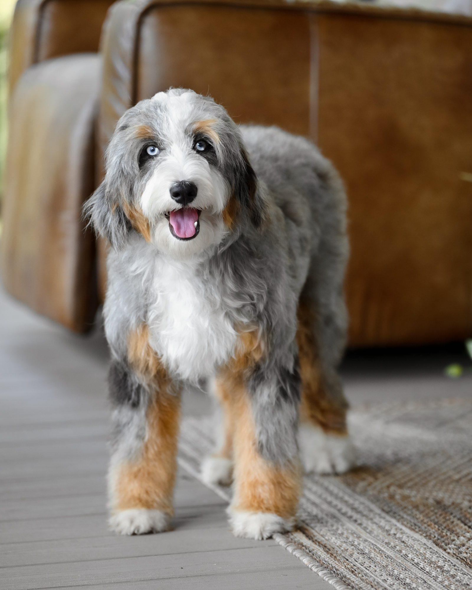 Blue Merle Tri Mini Bernedoodle mom, 32 lbs