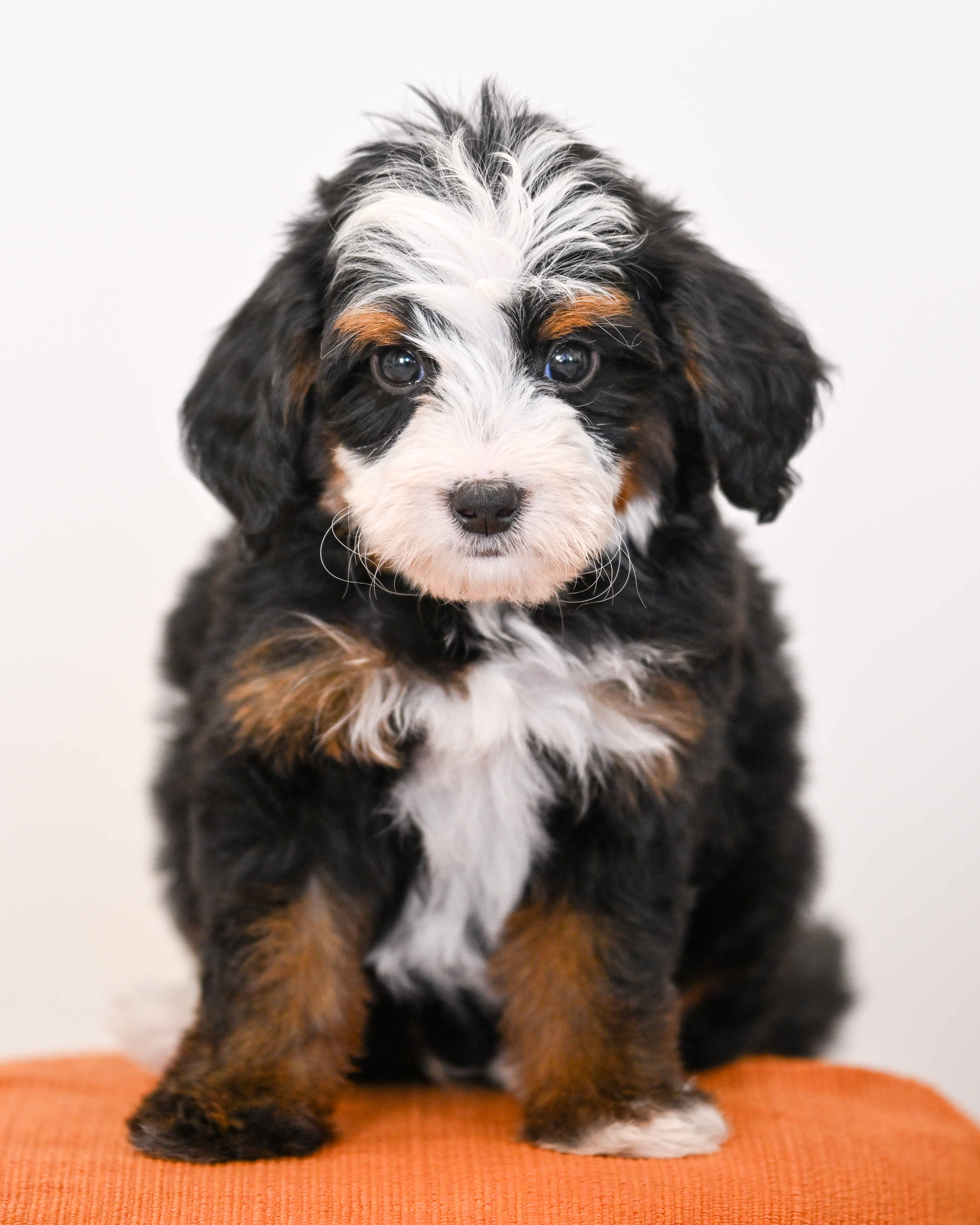 Burbank, Tri Colored Mini Bernedoodle puppy
