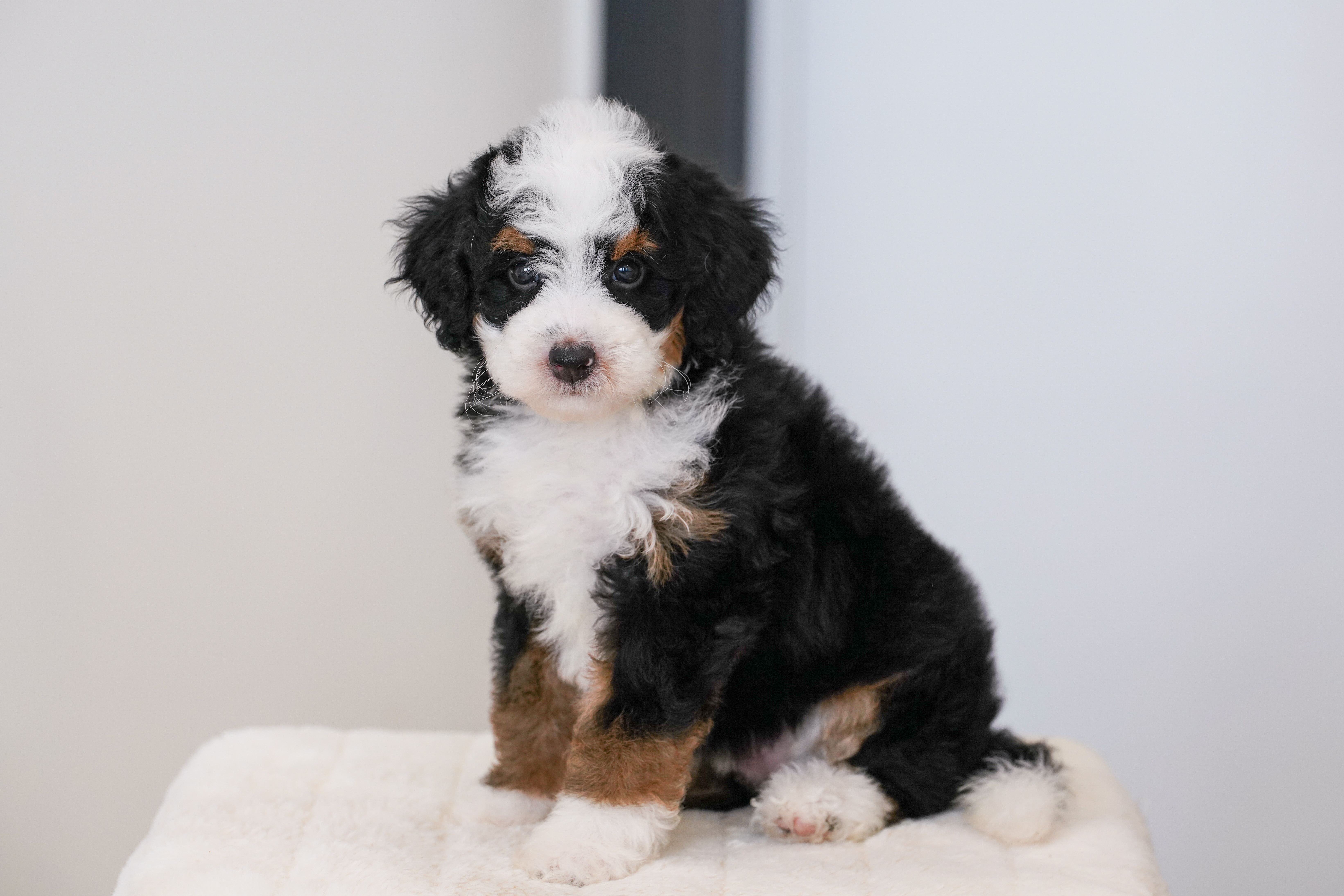 Bunny, Tri Colored, girl, Mini Bernedoodle, puppy at Down Home Doodle