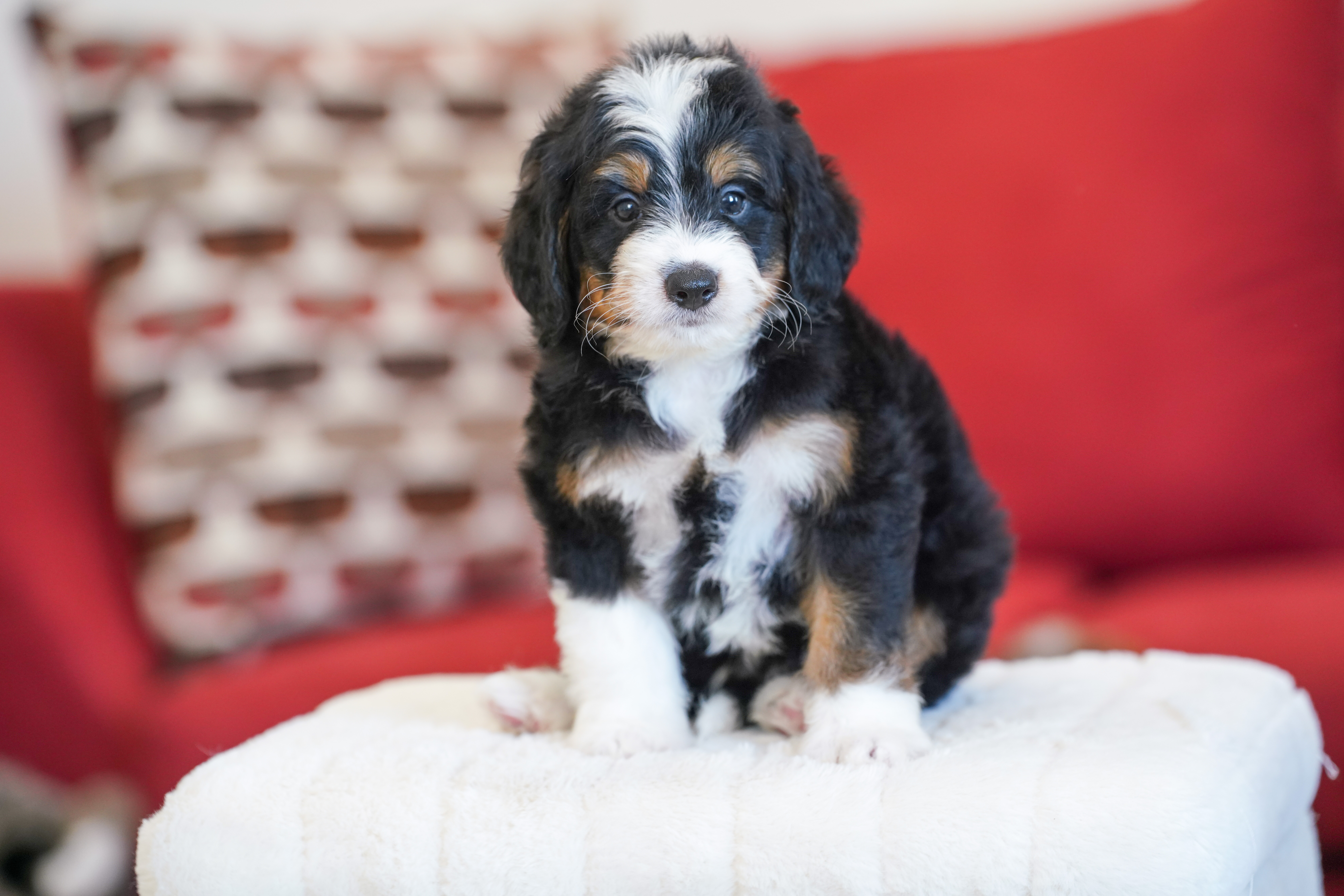 Harris, Tri Colored, boy, Mini Bernedoodle, puppy at Down Home Doodle
