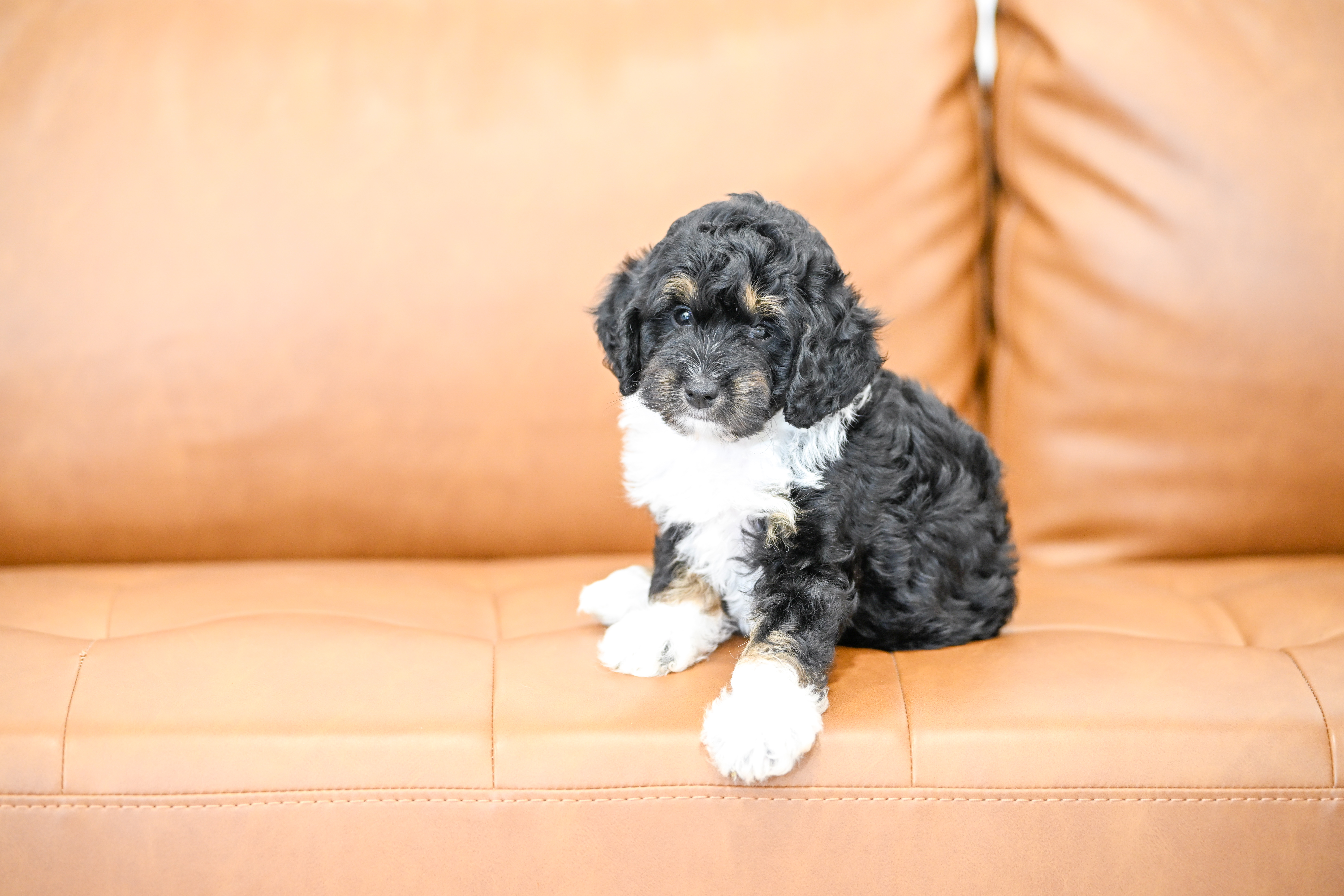 Colette, Tri Colored, girl, Micro Bernedoodle, puppy at Down Home Doodle
