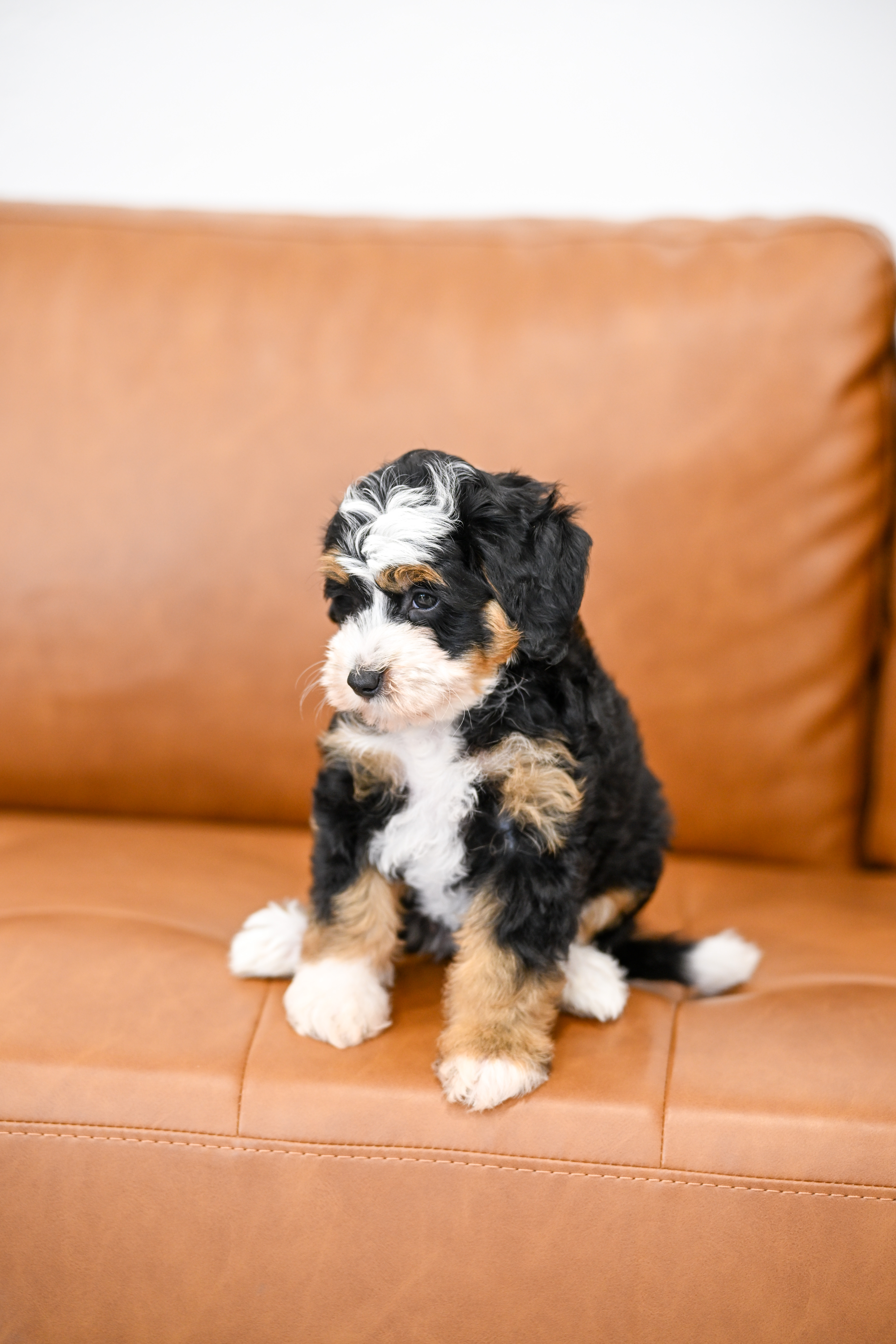 Bianca, Tri Colored, girl, Micro Bernedoodle, puppy at Down Home Doodle