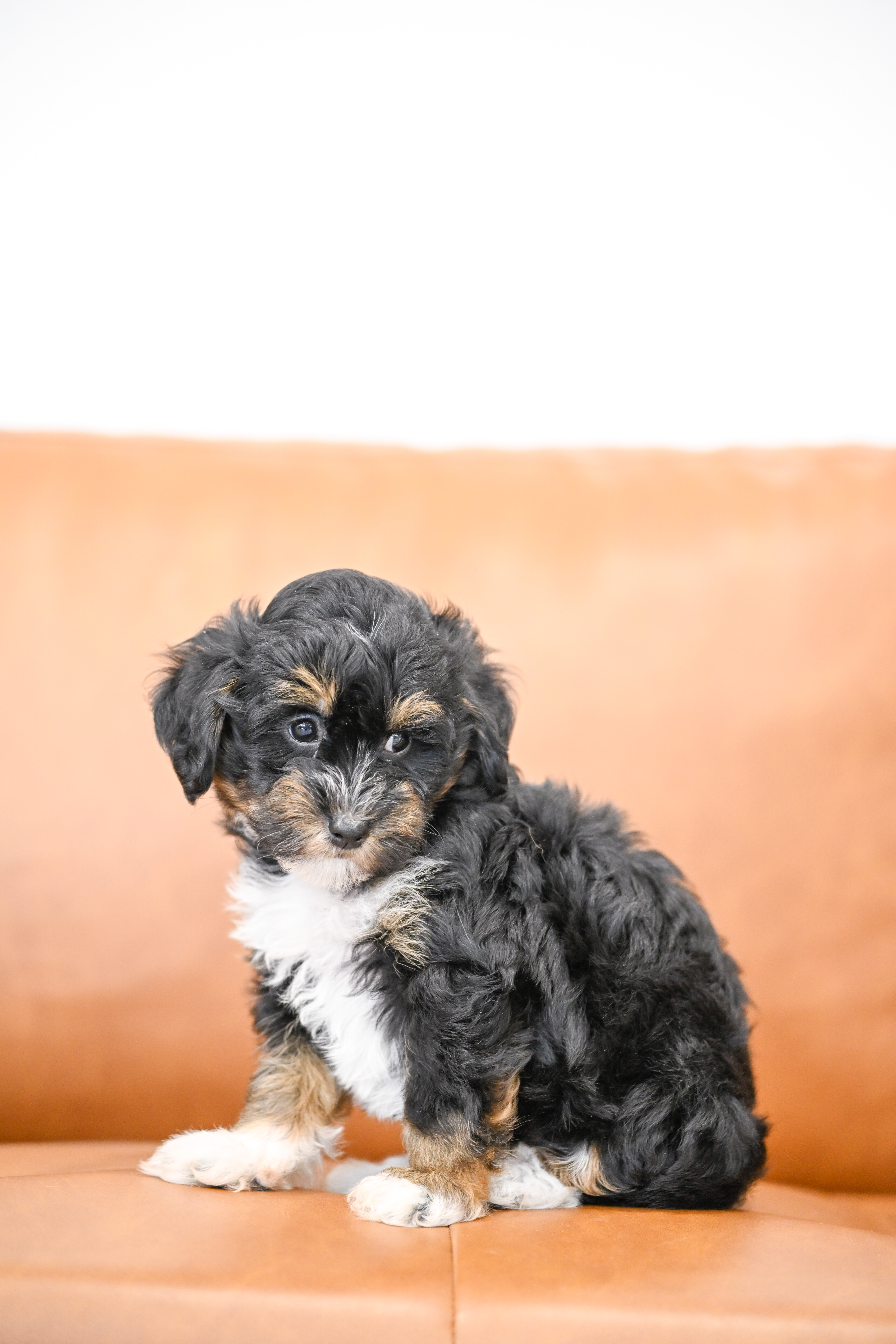 Odette, Tri Colored, girl, Micro Bernedoodle, puppy at Down Home Doodle