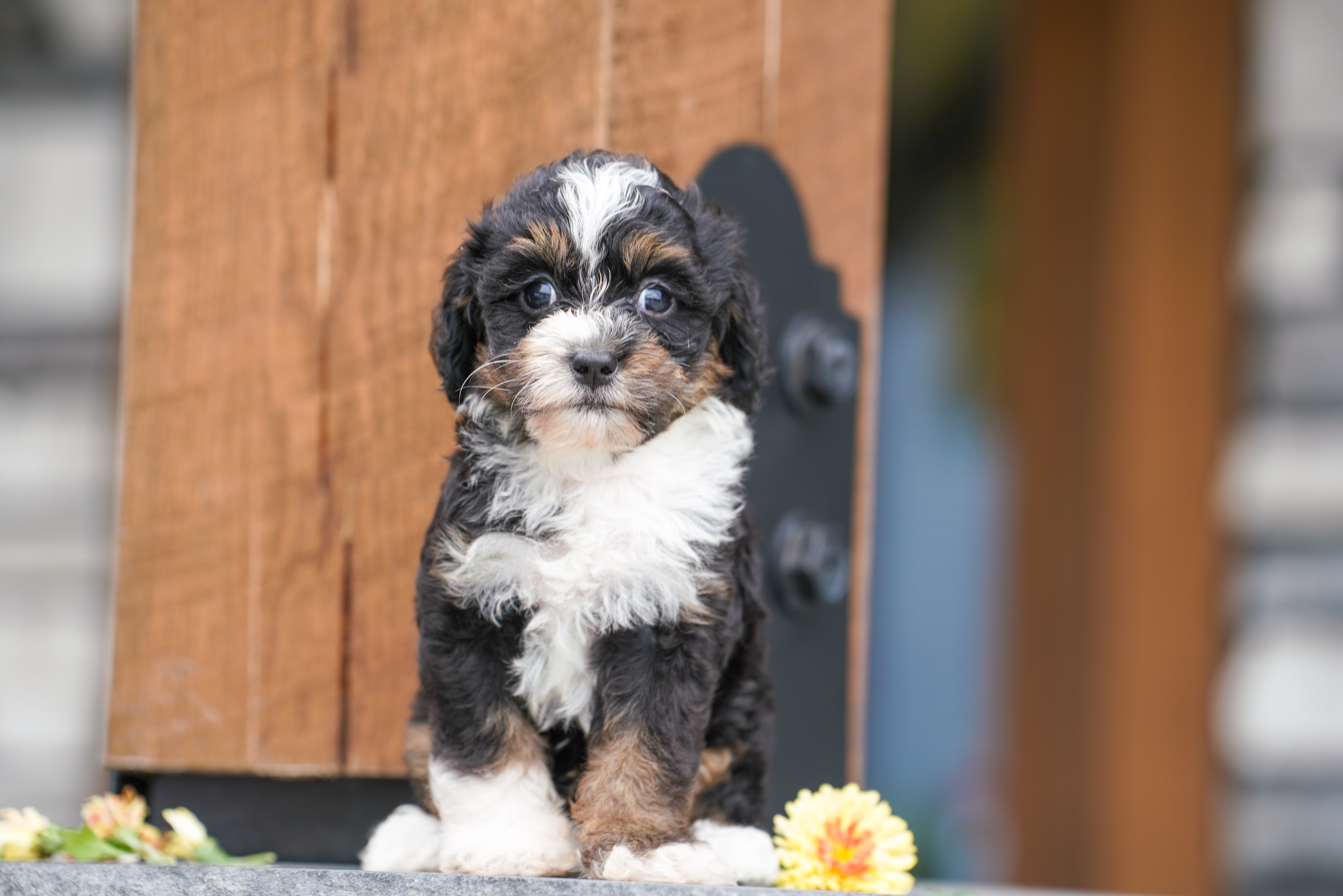 Valentino, Tri Colored, boy, Micro Bernedoodle, puppy at Down Home Doodle
