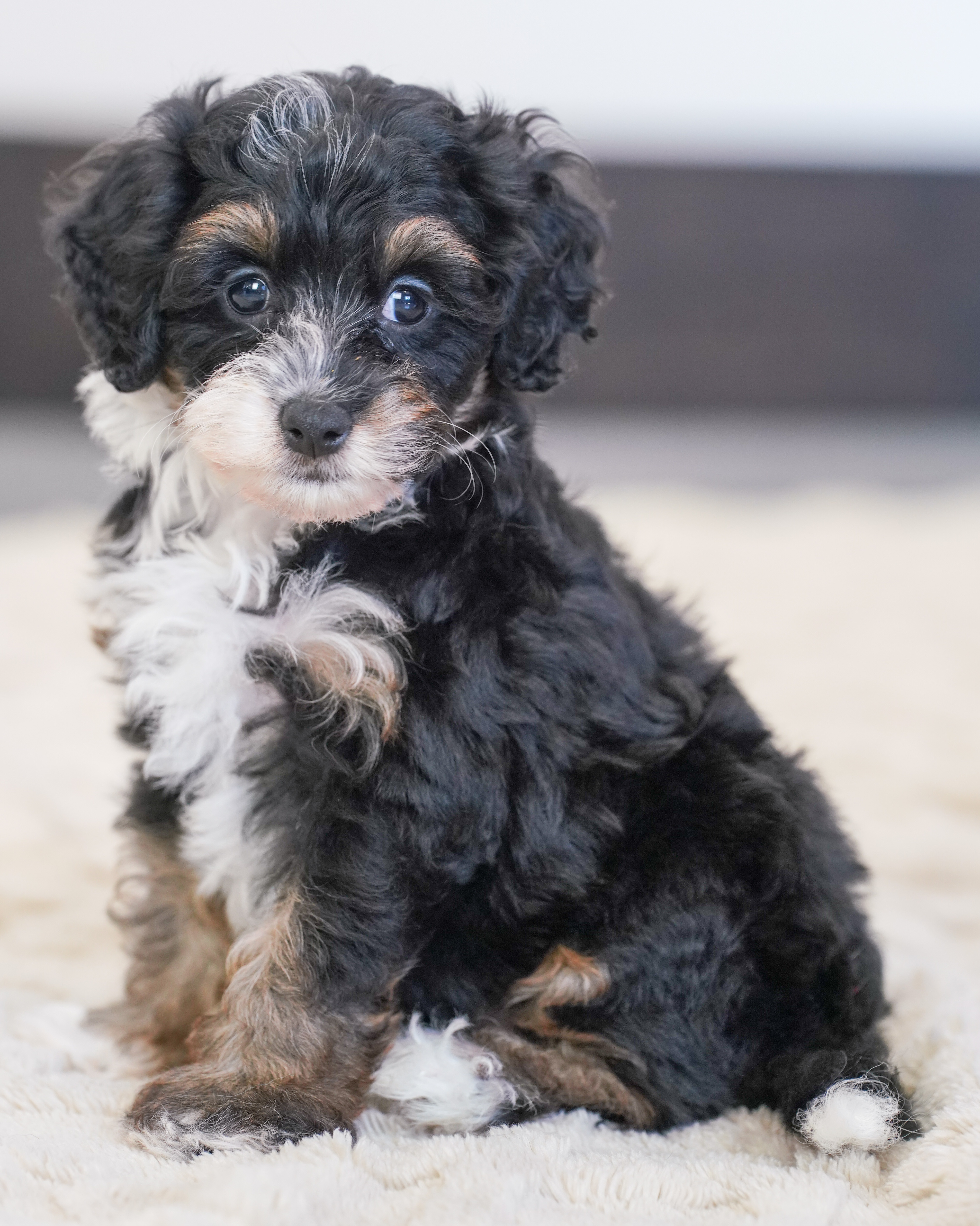 Flora, Tri Colored, girl, Micro Bernedoodle, puppy at Down Home Doodle