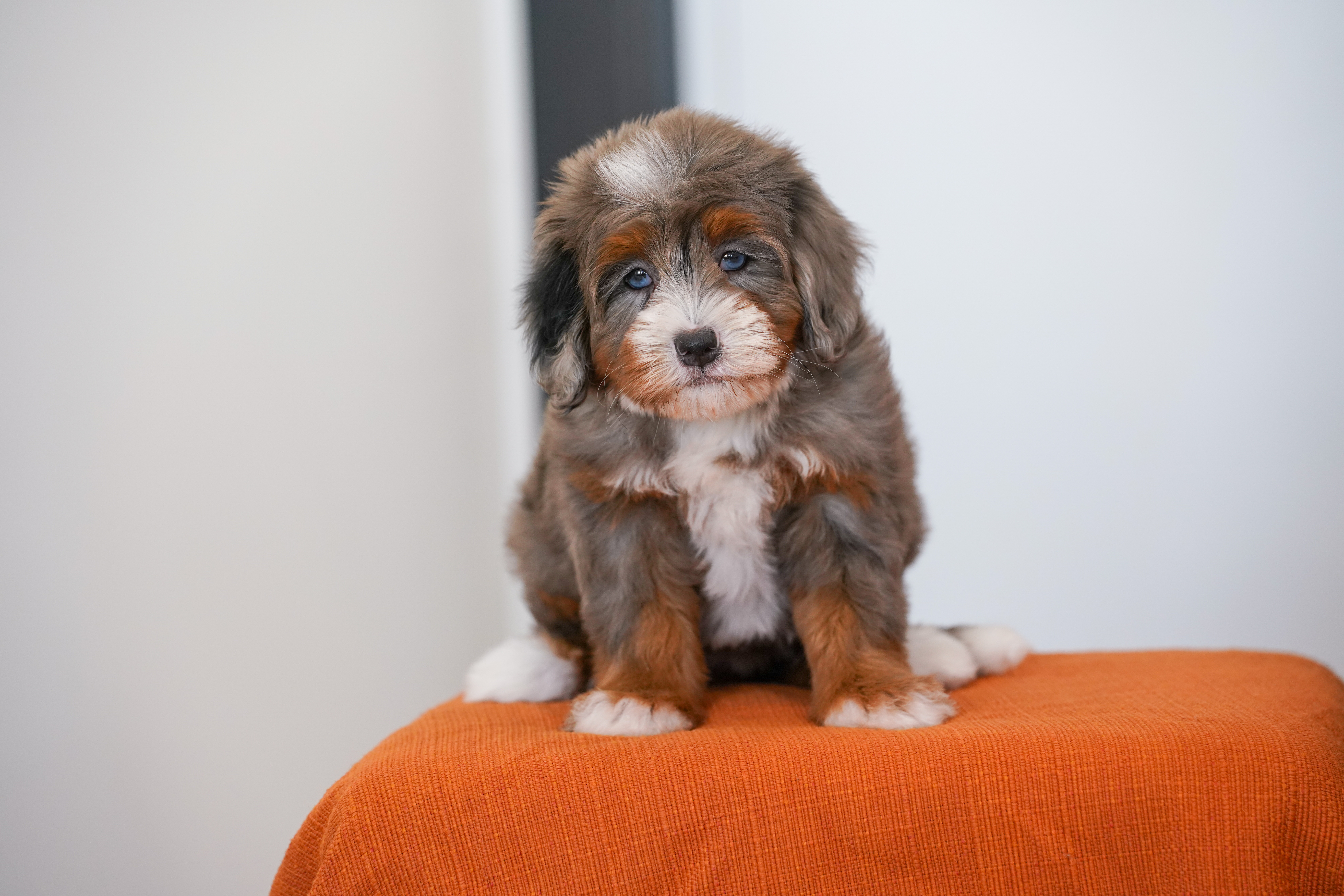 Ariel, Merle Tri Colored, girl, Mini Bernedoodle, puppy at Down Home Doodle