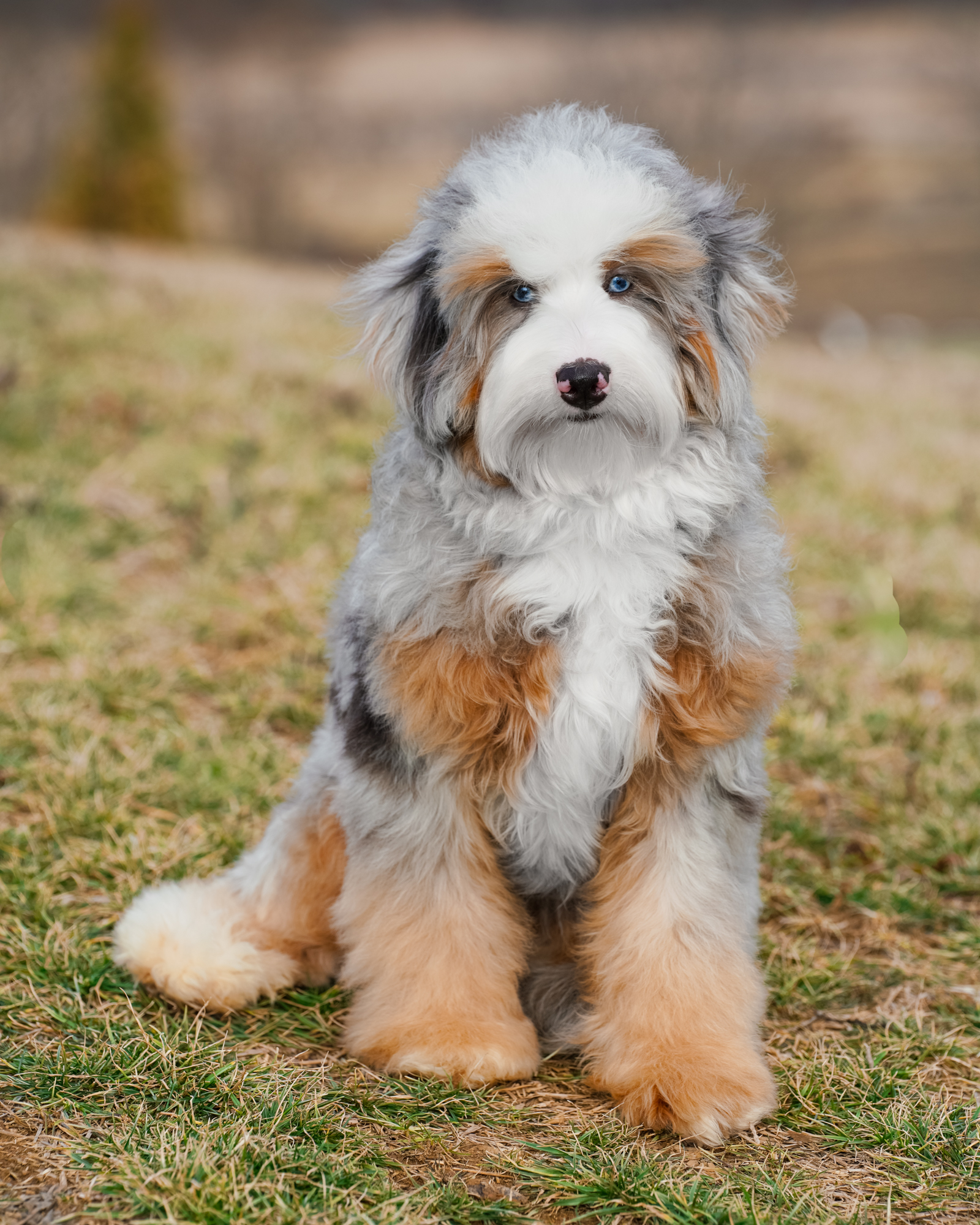Darcy, photo 6