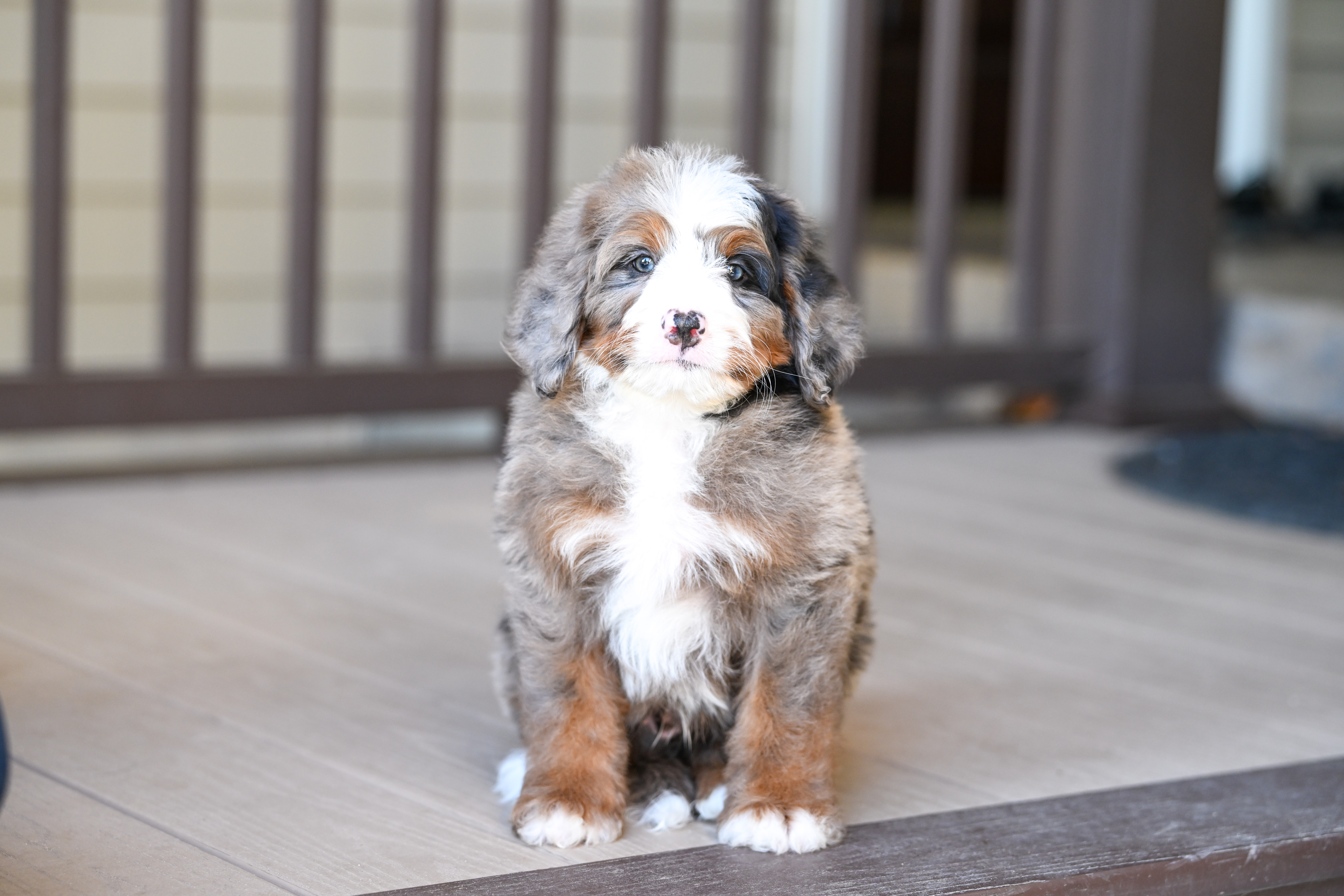 Vance, Merle Tri Colored, boy, Mini Bernedoodle, puppy at Down Home Doodle