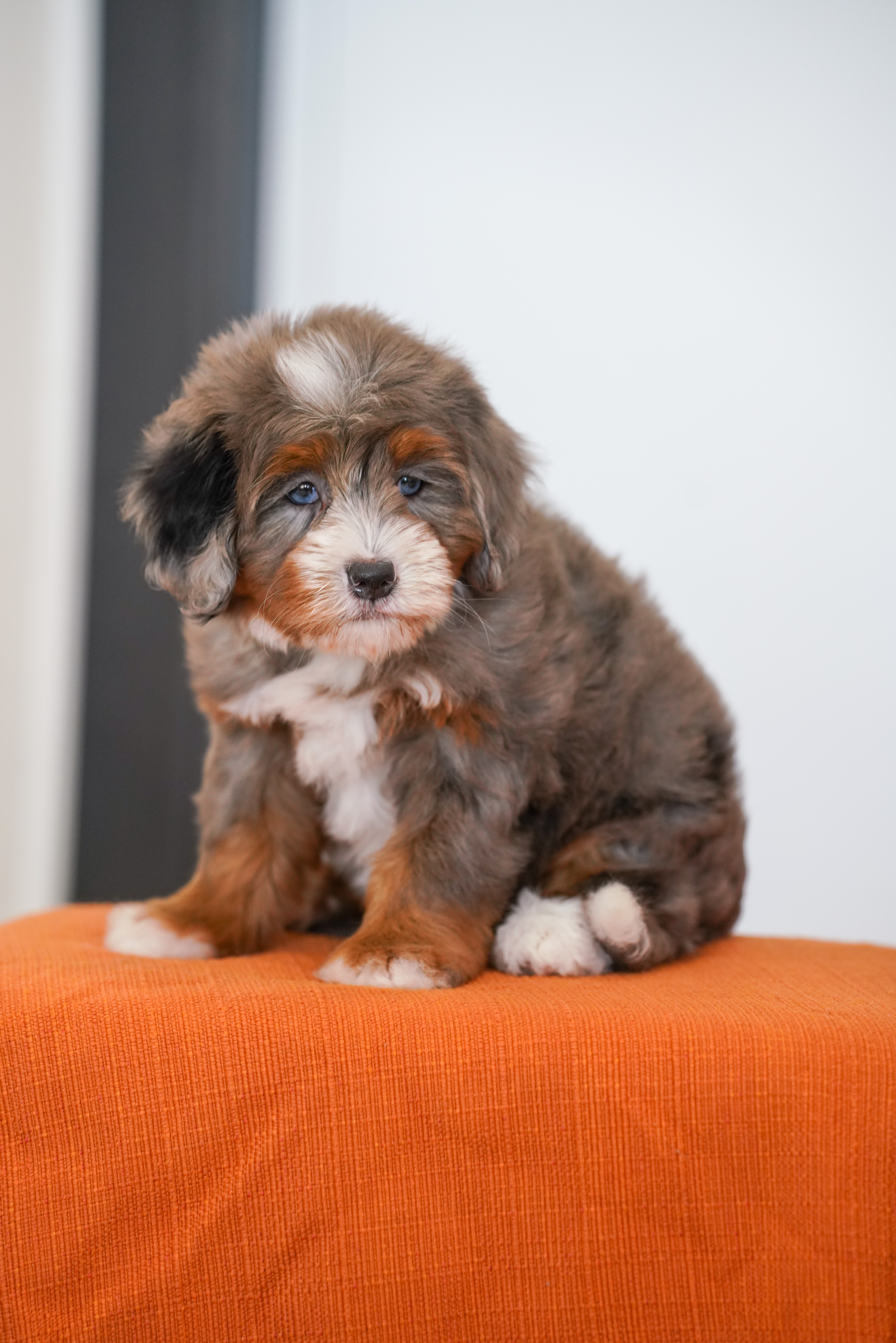 Ariel, Merle Tri Colored, girl, Mini Bernedoodle, puppy at Down Home Doodle
