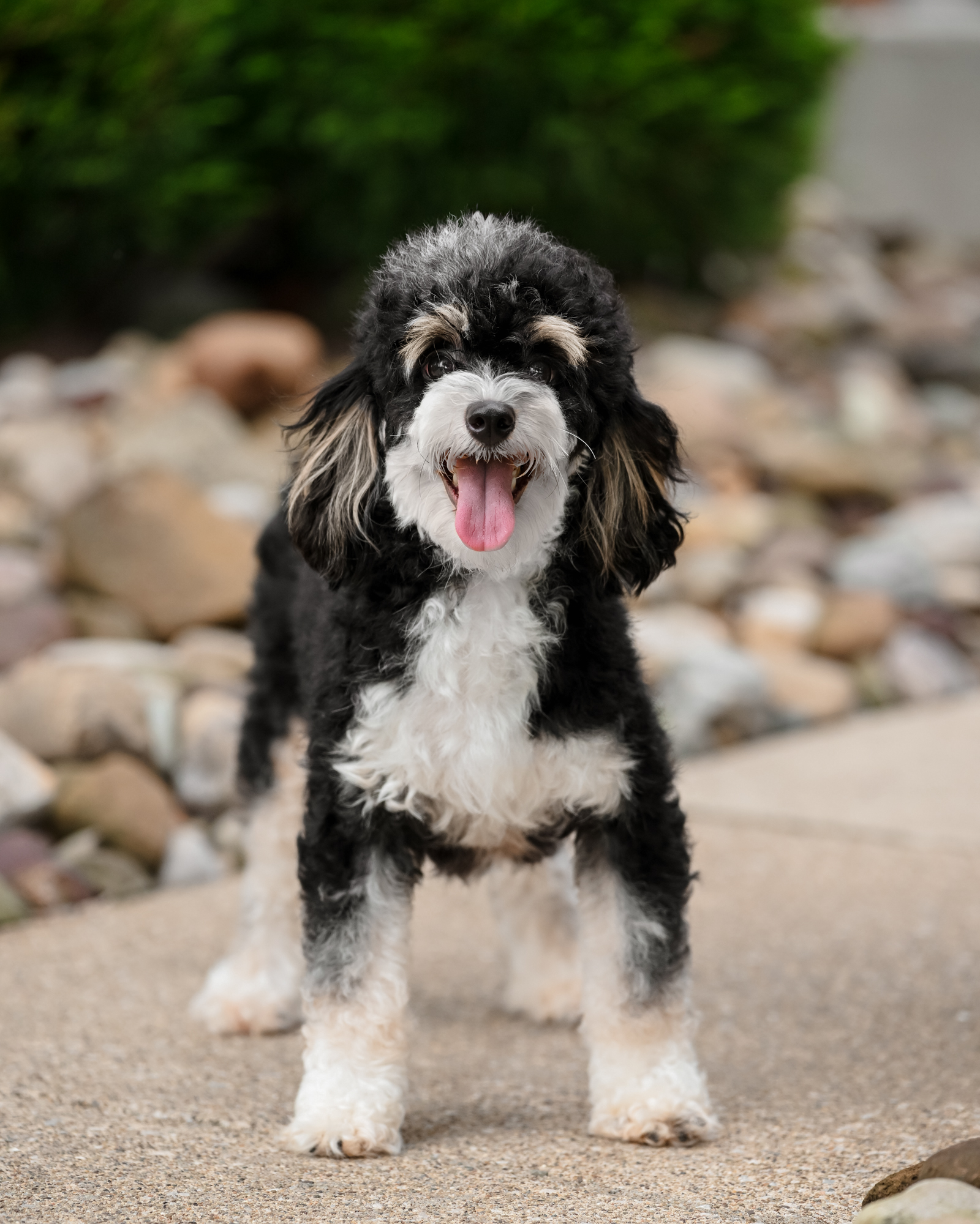 Piper, photo 6