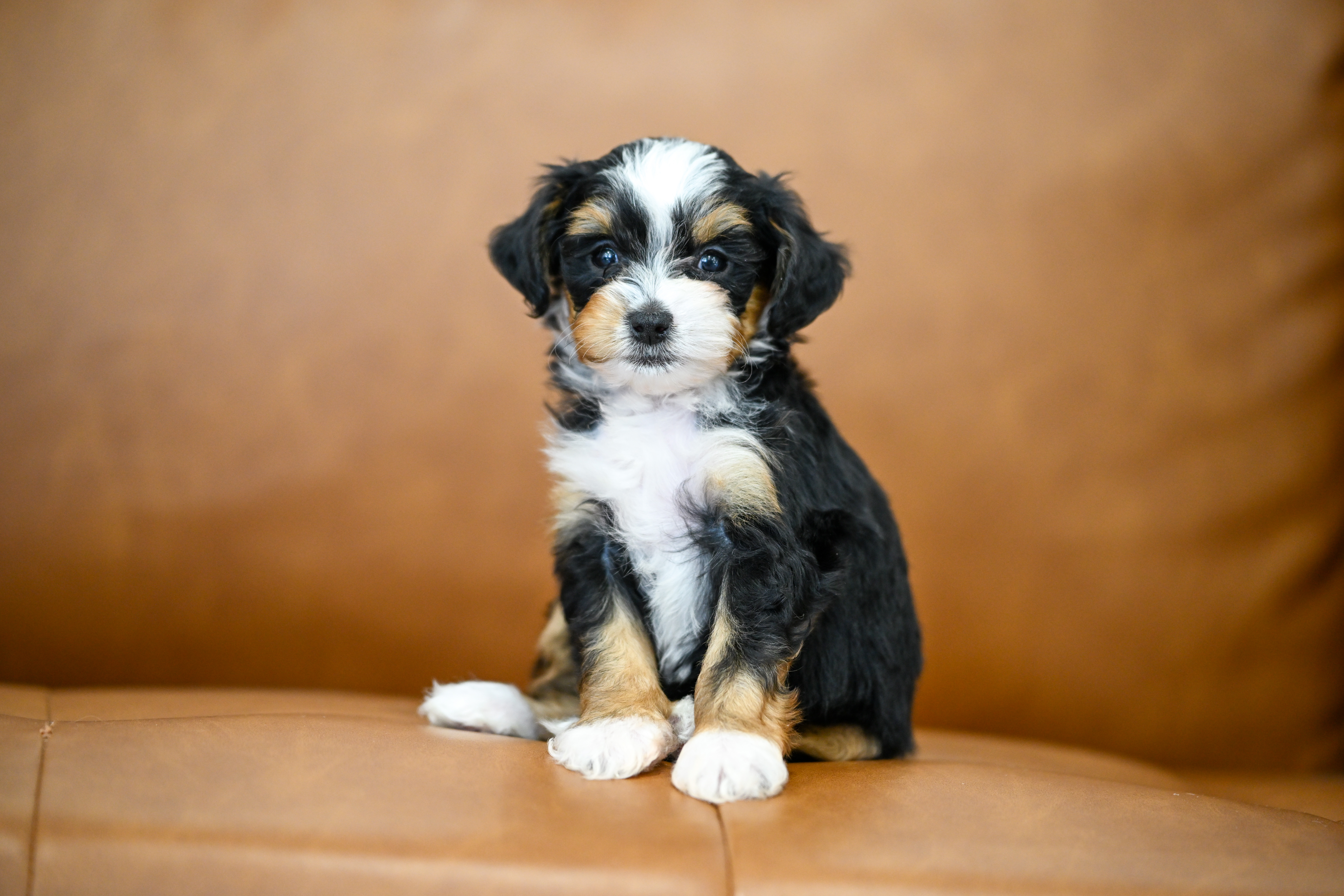 Marnie, Tri Colored, girl, Micro Bernedoodle, puppy at Down Home Doodle