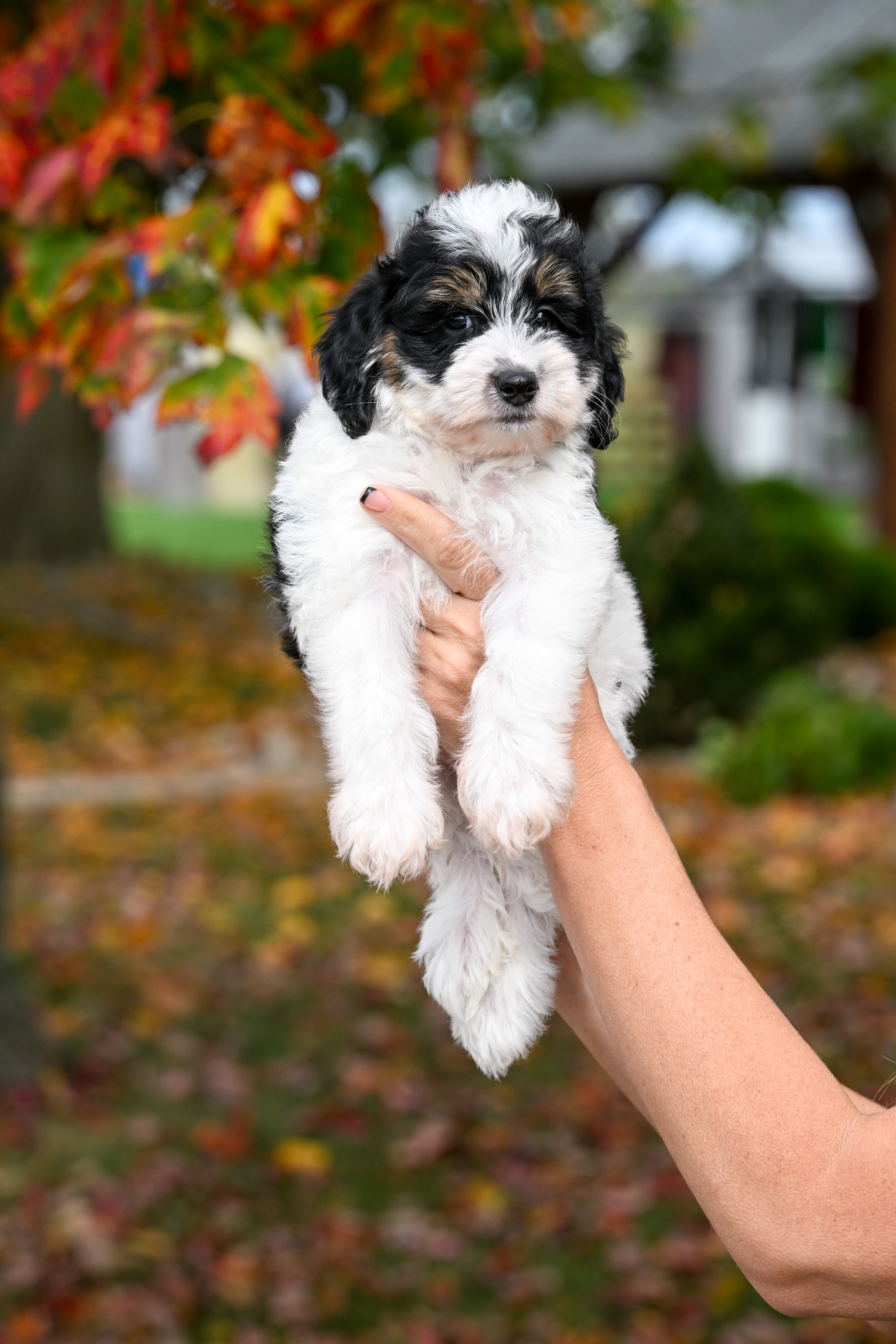 Roku, Tri Parti Micro Bernedoodle puppy