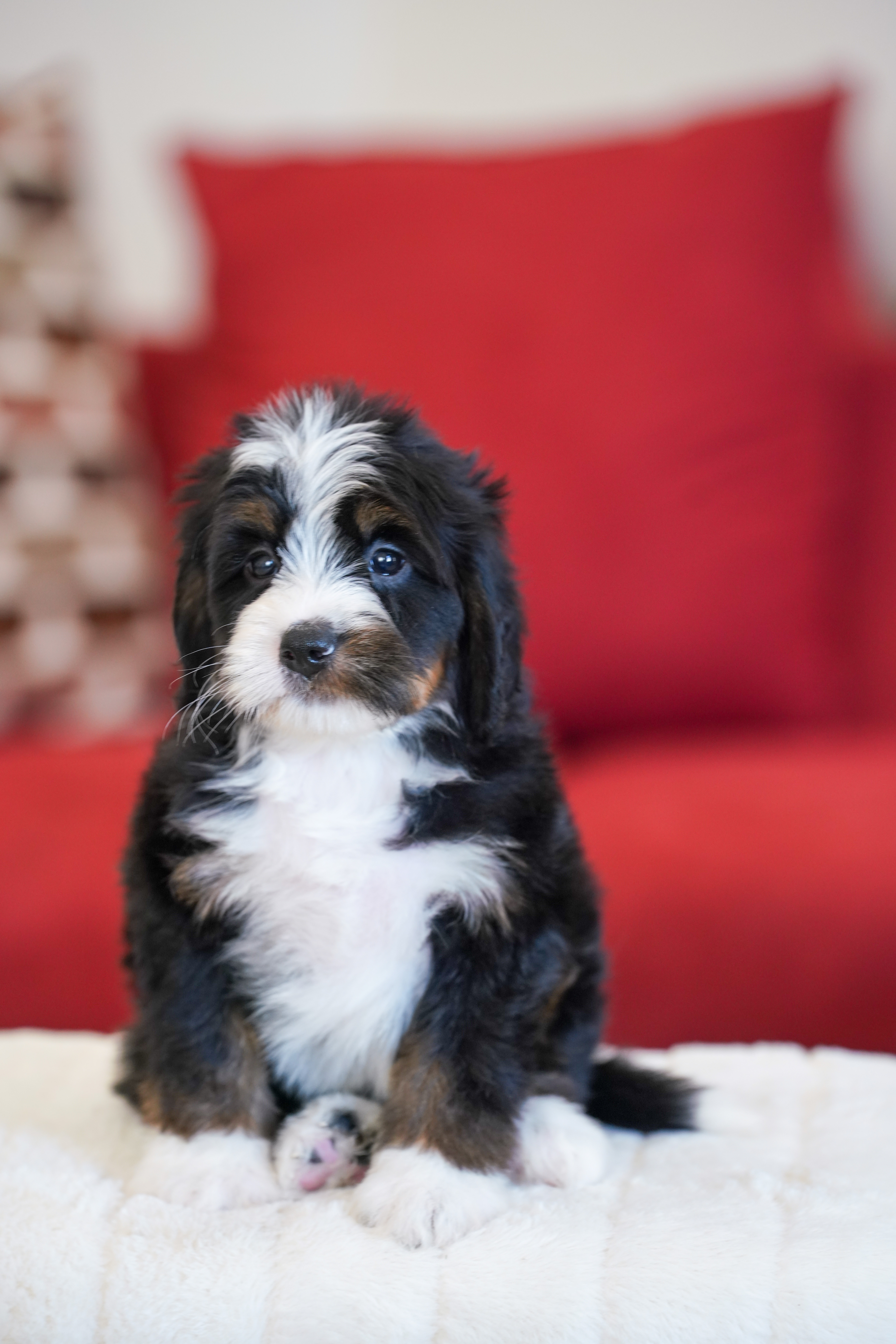 Laura, Tri Colored, girl, Mini Bernedoodle, puppy at Down Home Doodle