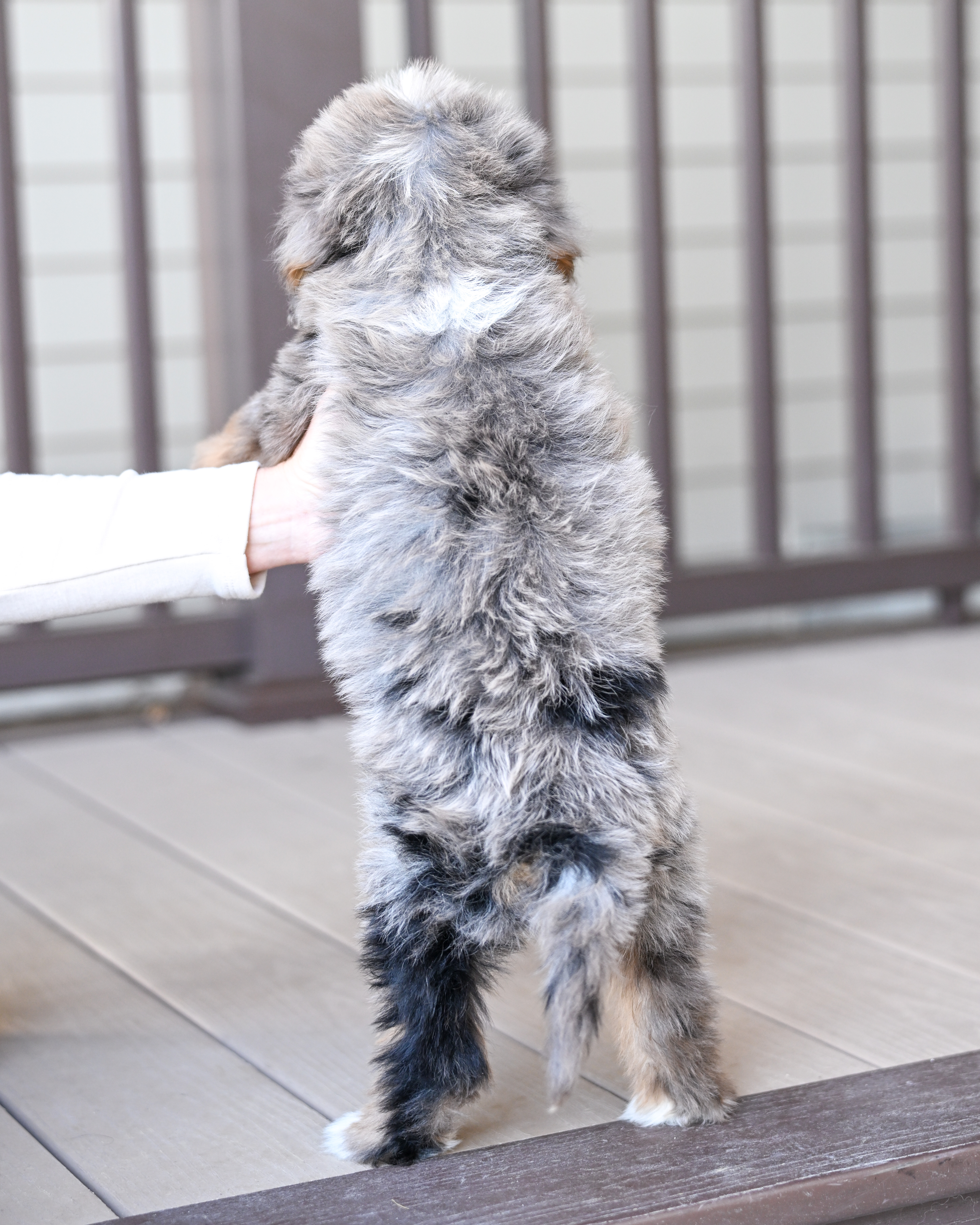 Kamala, Merle Tri Colored, girl, Mini Bernedoodle, puppy at Down Home Doodle
