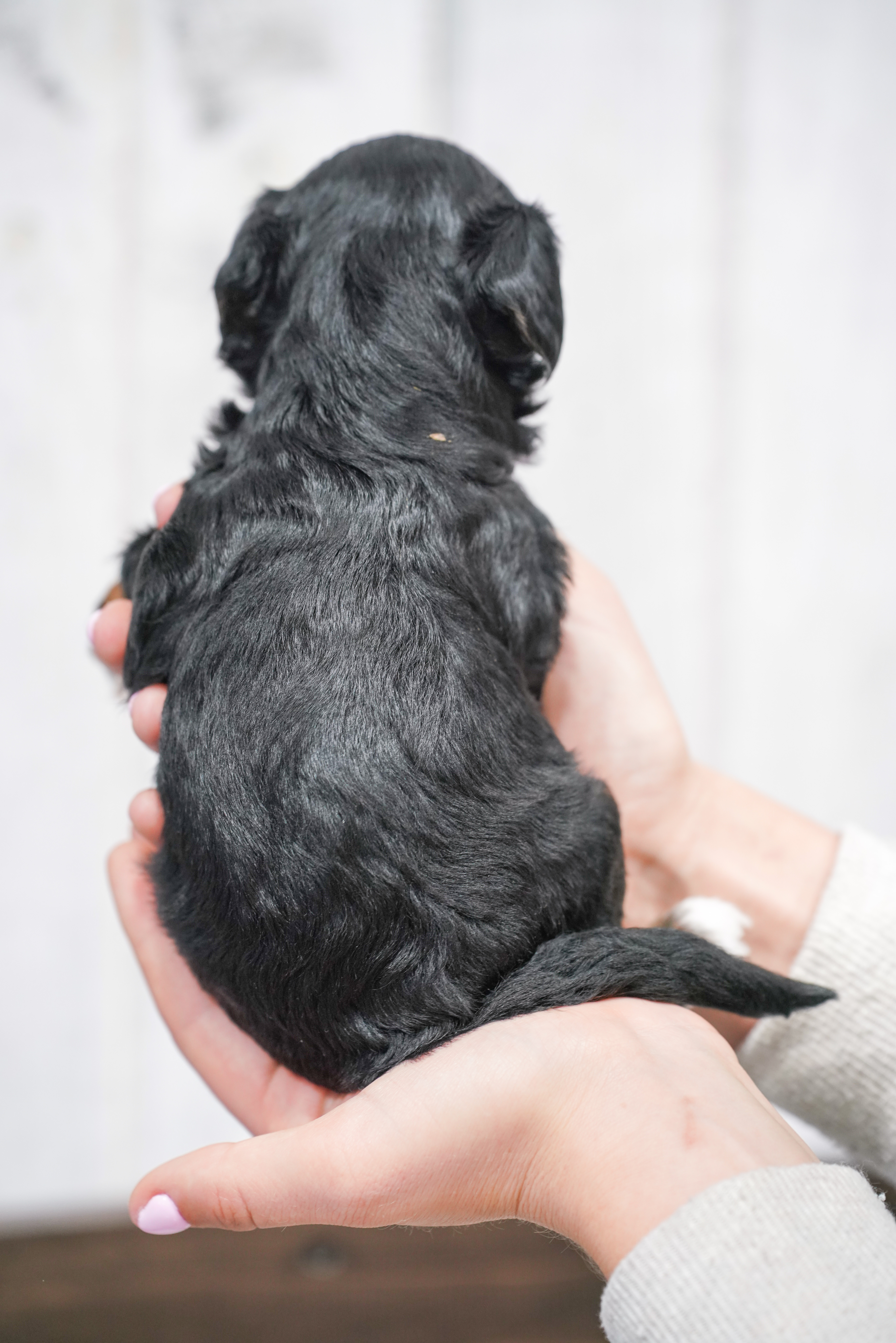 Hulu, Tri Colored, girl, Micro Bernedoodle, puppy at Down Home Doodle