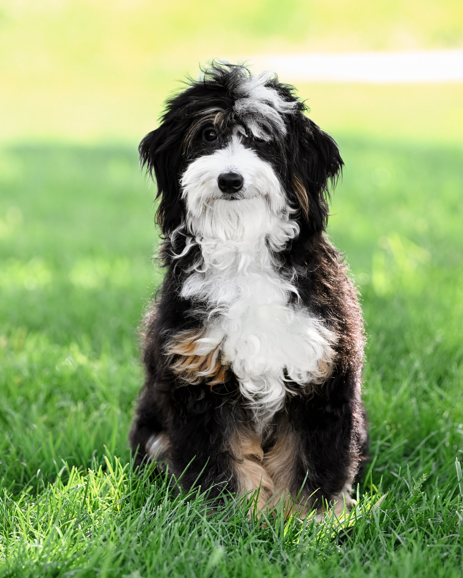 Simon, Classic Tri Micro Bernedoodle dad at Down Home Doodle