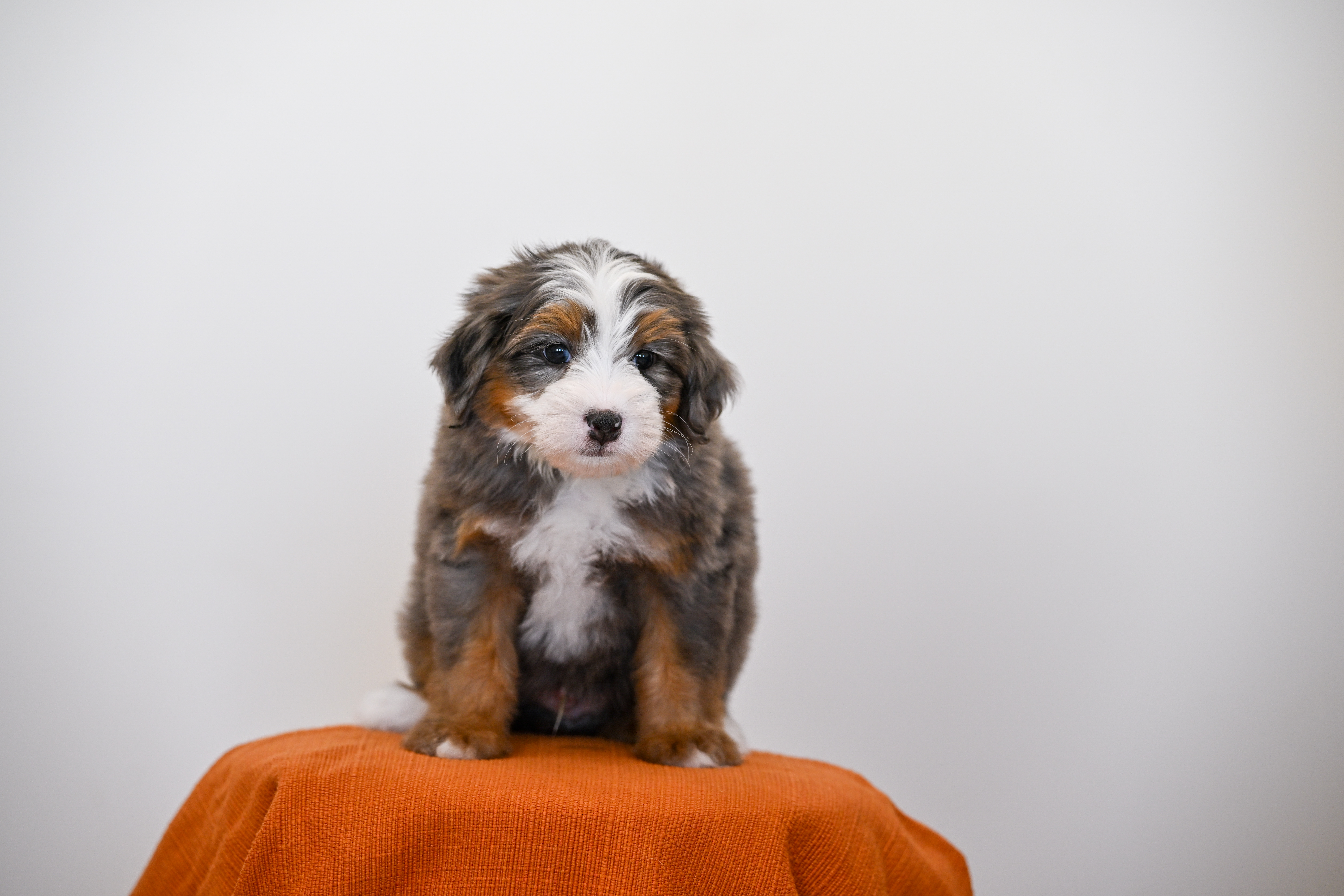Melrose, Merle Tri Colored, boy, Mini Bernedoodle, puppy at Down Home Doodle