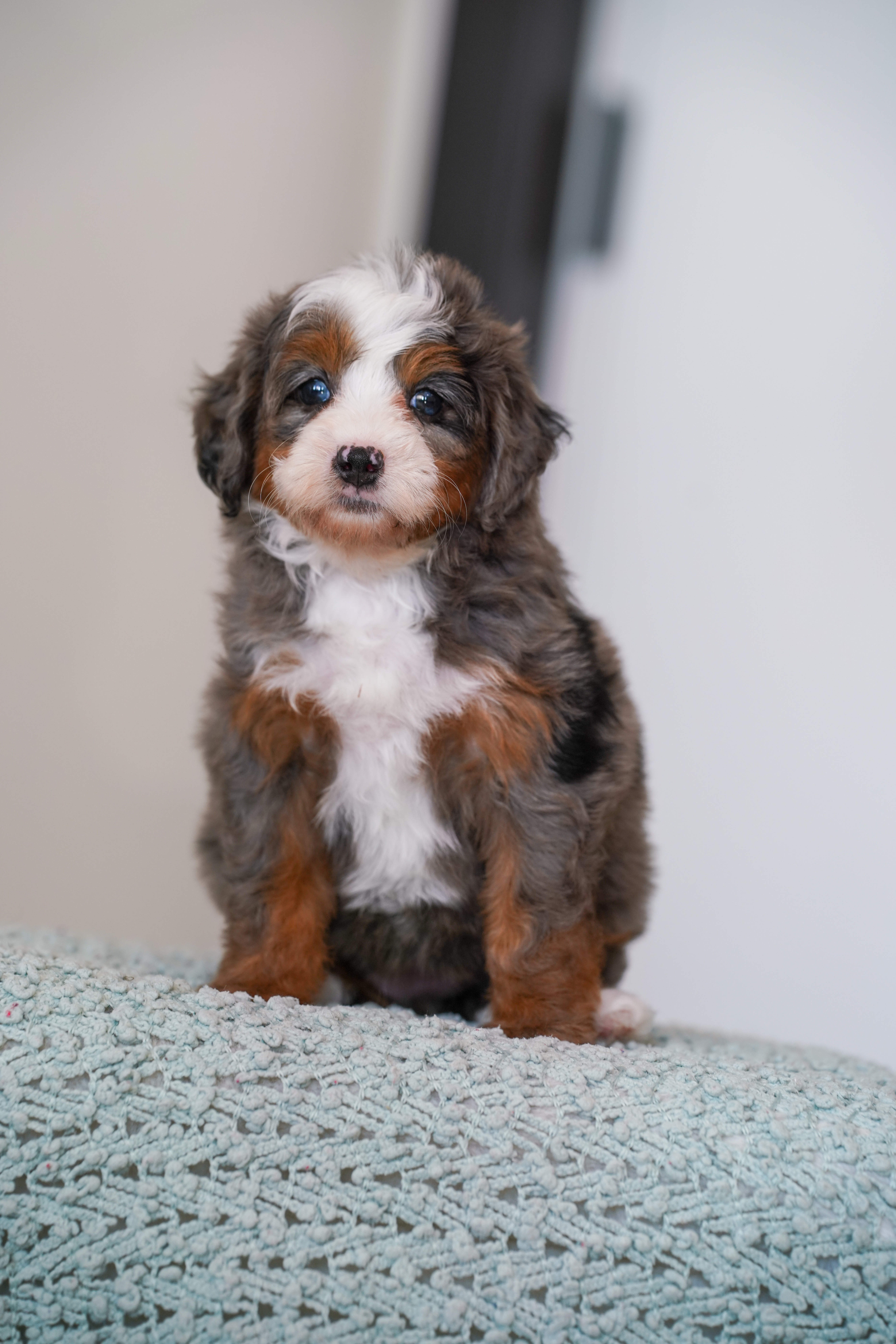 Beverly, Merle Tri Colored, girl, Mini Bernedoodle, puppy at Down Home Doodle