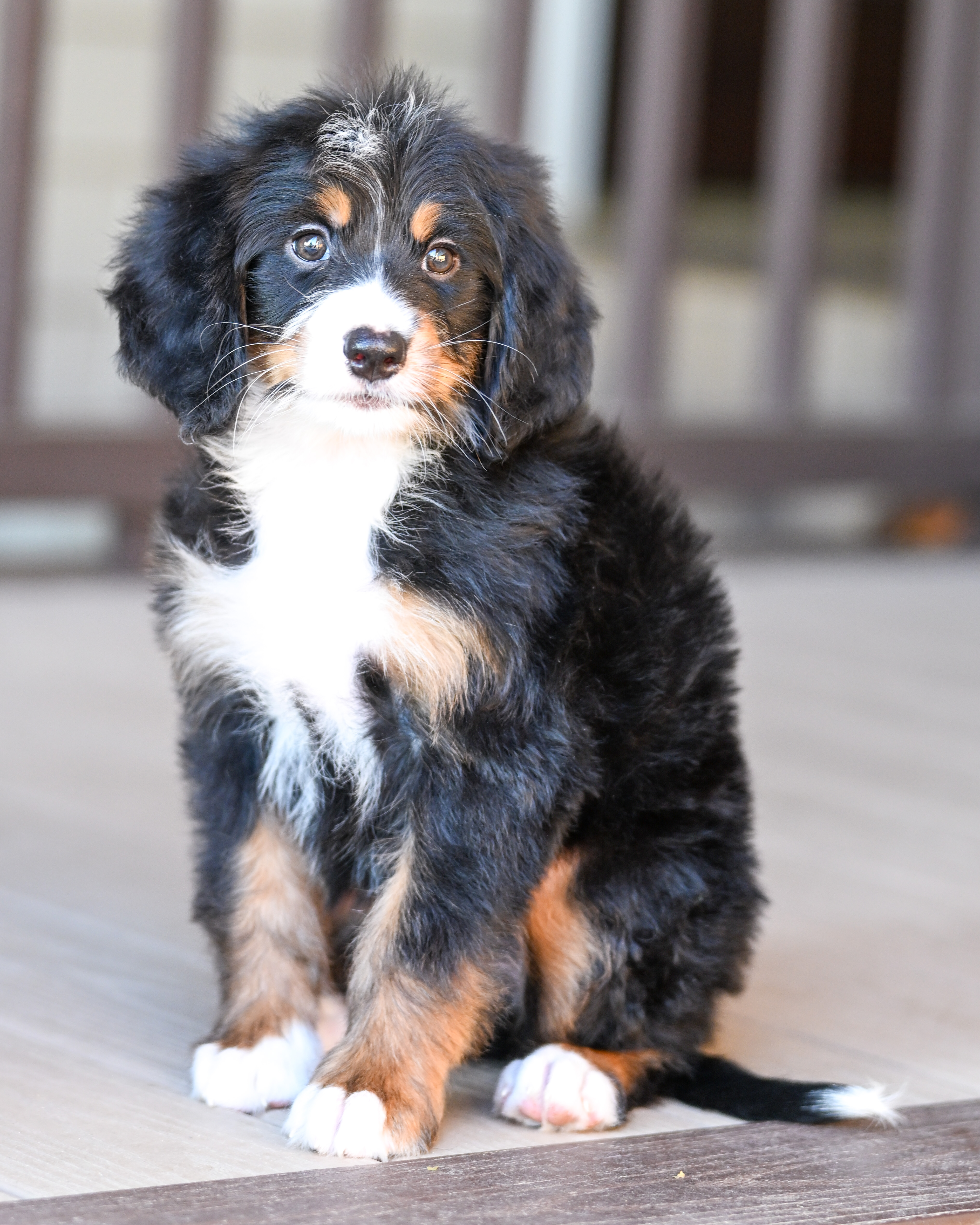 Michelle, Tri Colored, girl, Mini Bernedoodle, puppy at Down Home Doodle