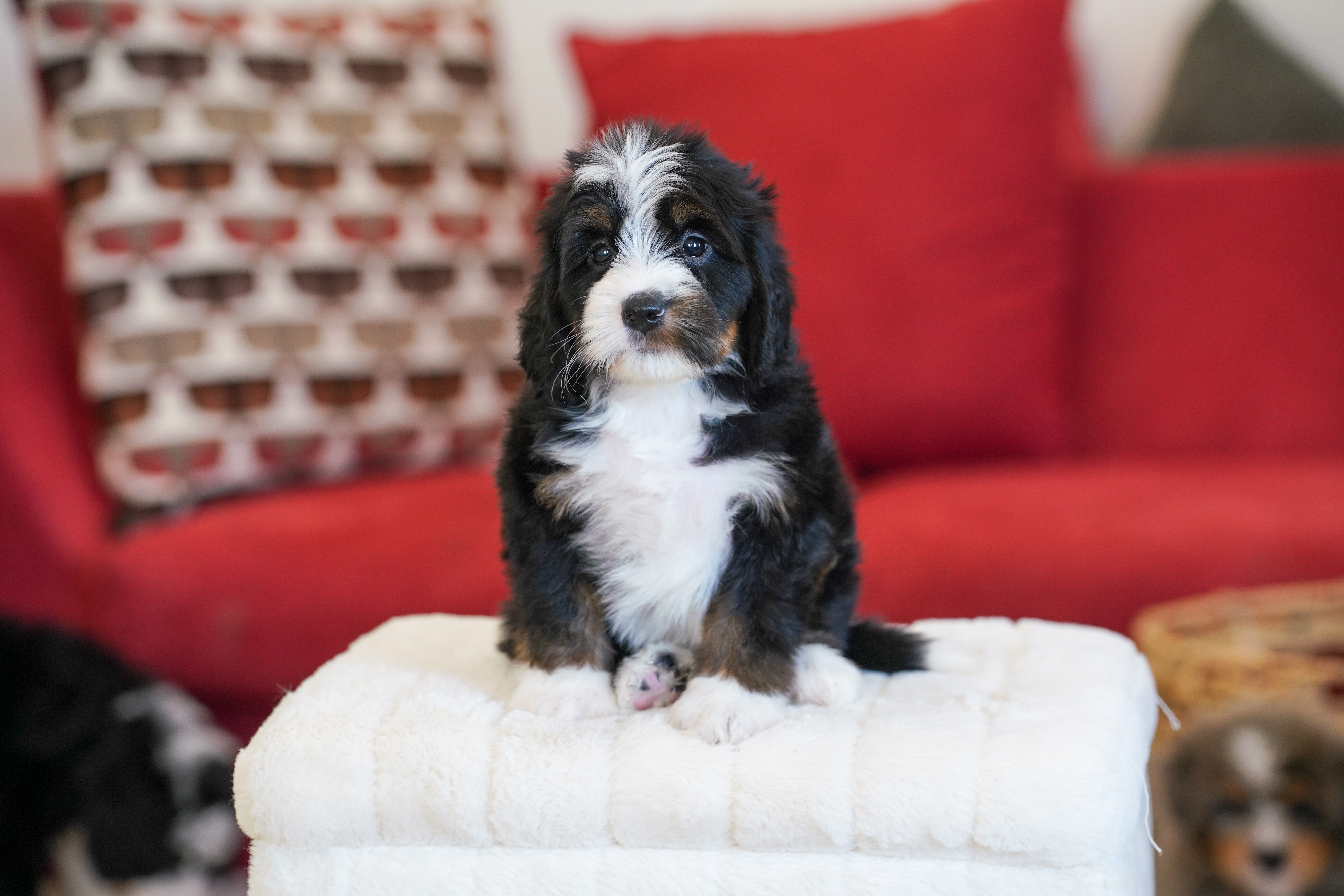 Laura, Tri Colored, girl, Mini Bernedoodle, puppy at Down Home Doodle
