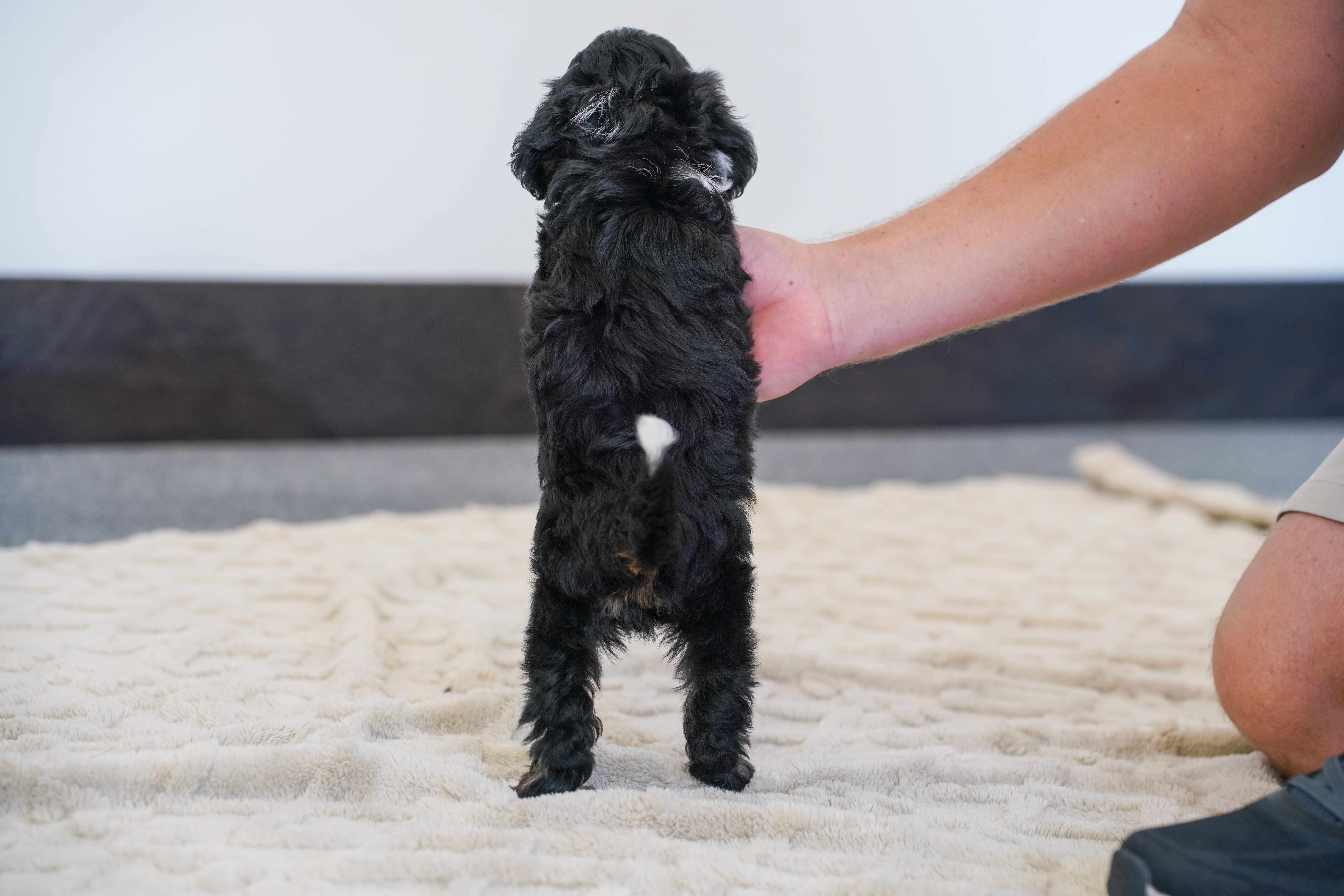 Coco, Tri Colored, girl, Micro Bernedoodle, puppy at Down Home Doodle