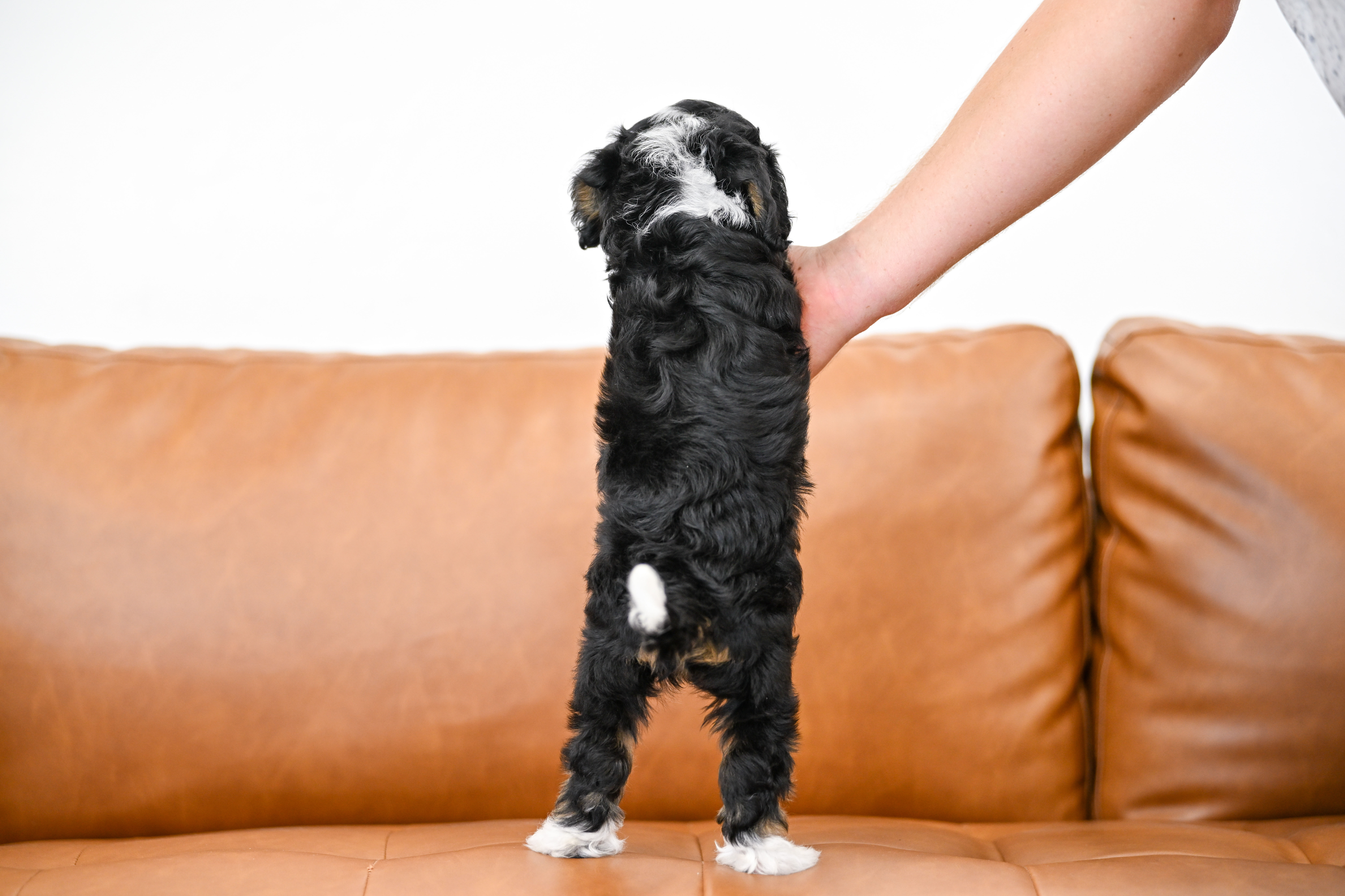 Sylvie, Tri Colored, girl, Micro Bernedoodle, puppy at Down Home Doodle
