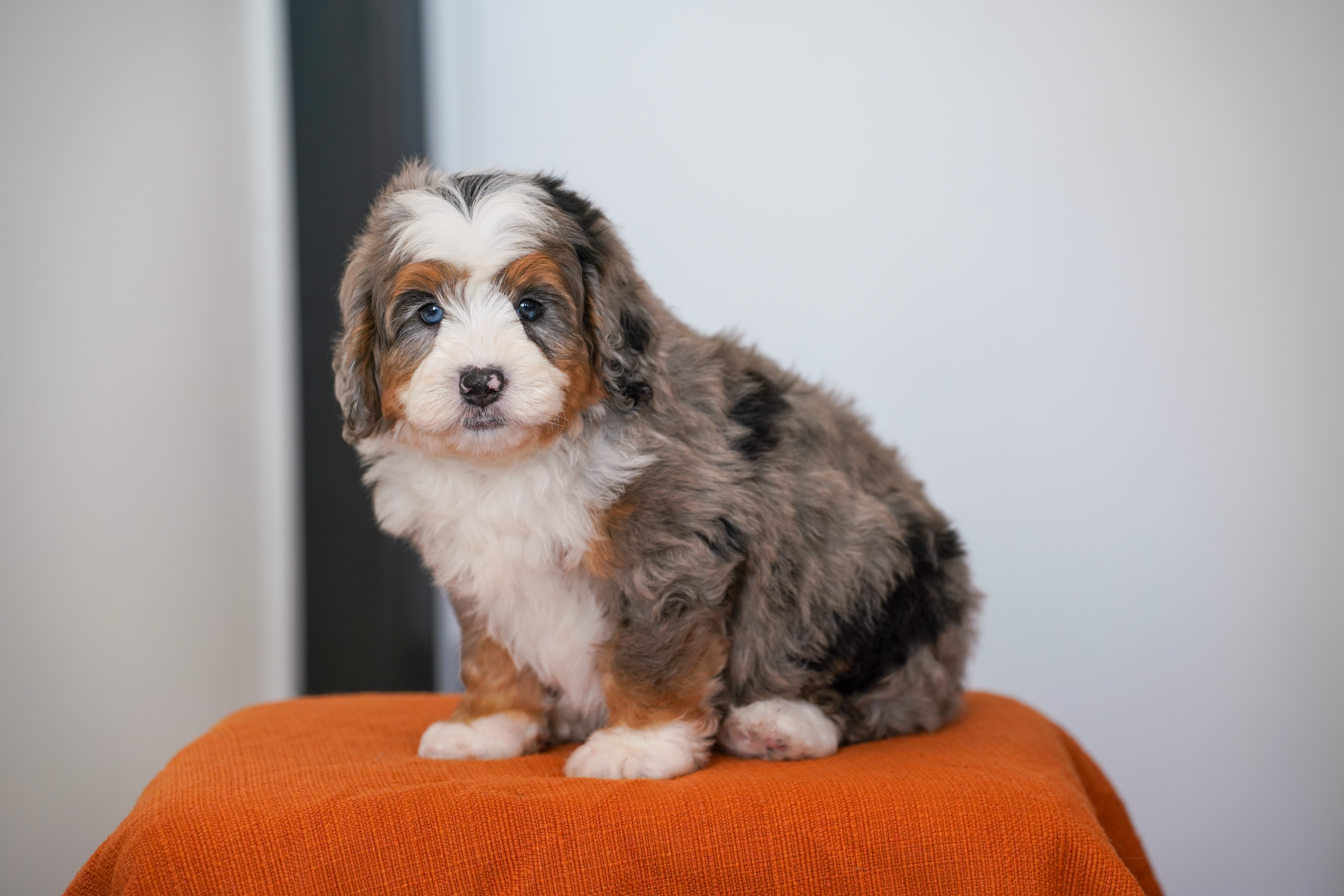Eric, Merle Tri Colored, boy, Mini Bernedoodle, puppy at Down Home Doodle