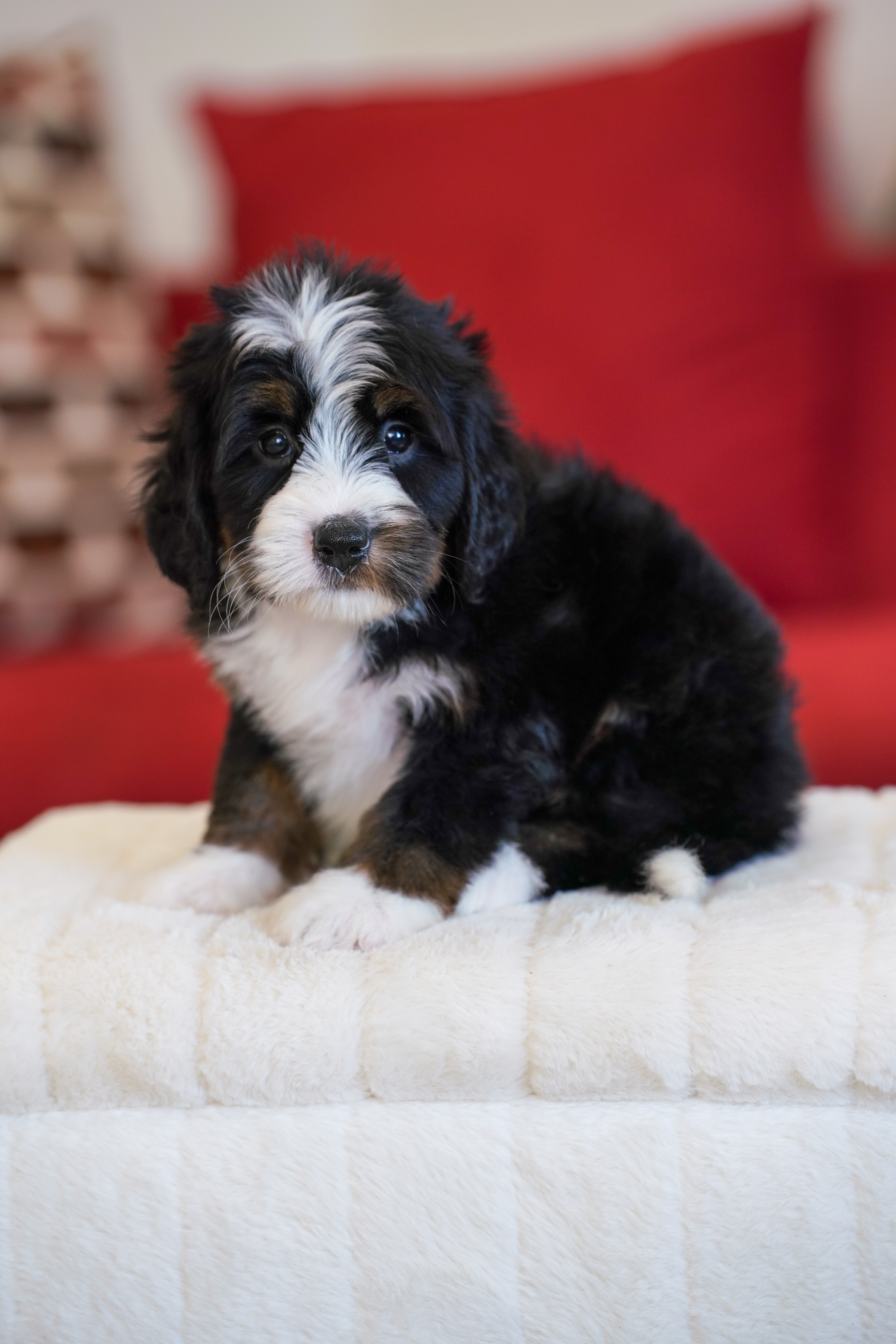 Laura, Tri Colored, girl, Mini Bernedoodle, puppy at Down Home Doodle