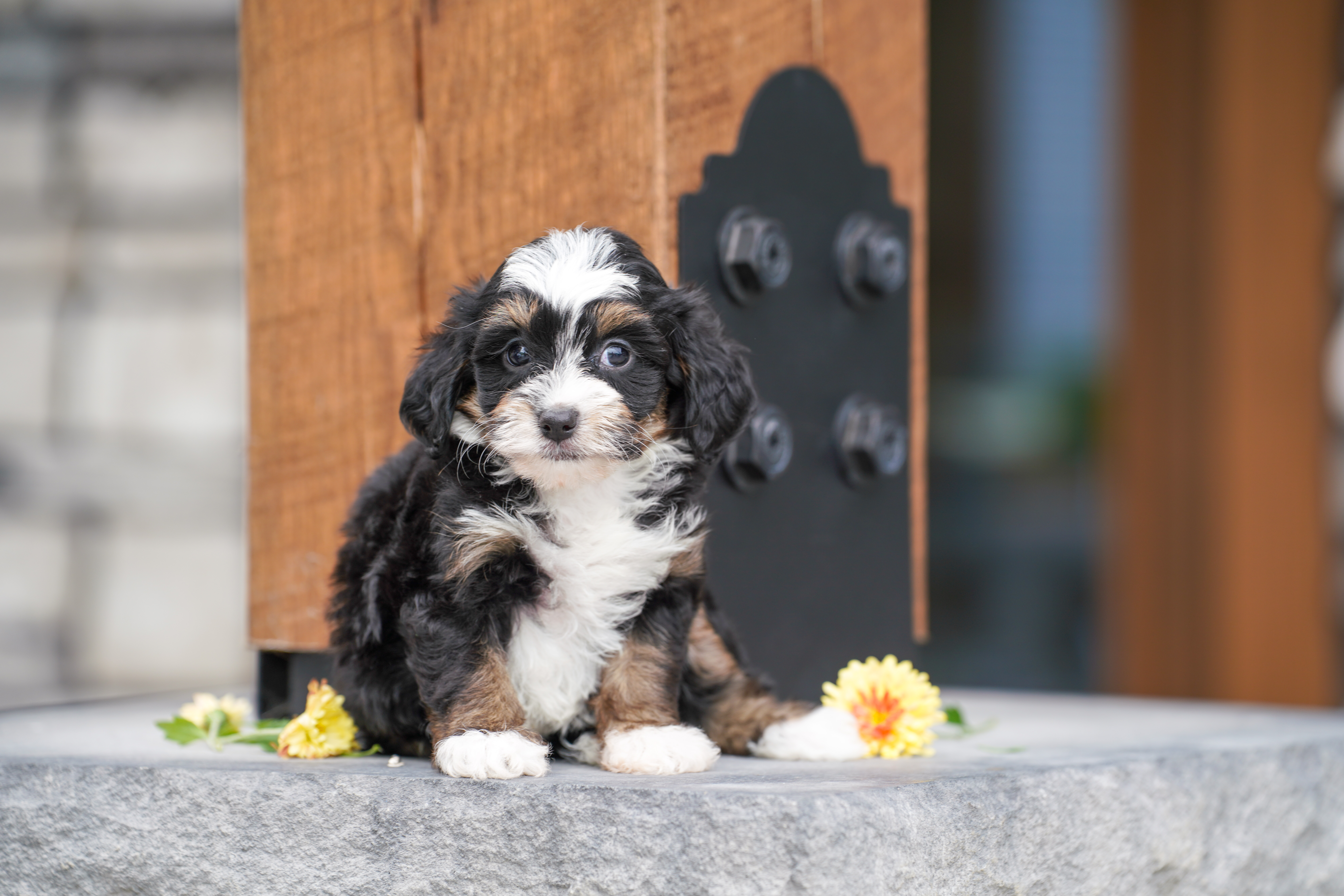 Coco, Tri Colored, girl, Micro Bernedoodle, puppy at Down Home Doodle