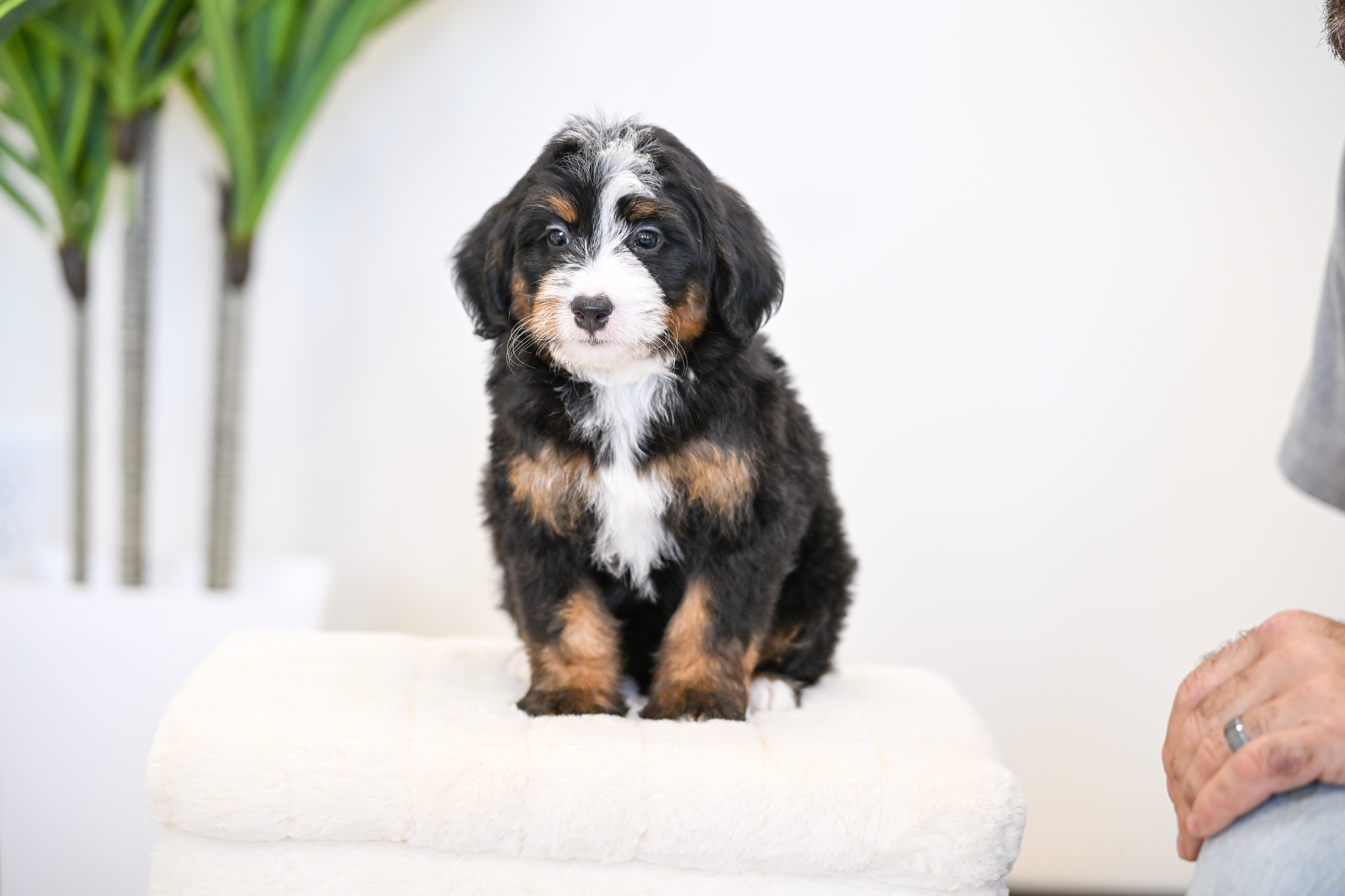 Goldie, Tri Colored, girl, Mini Bernedoodle, puppy at Down Home Doodle