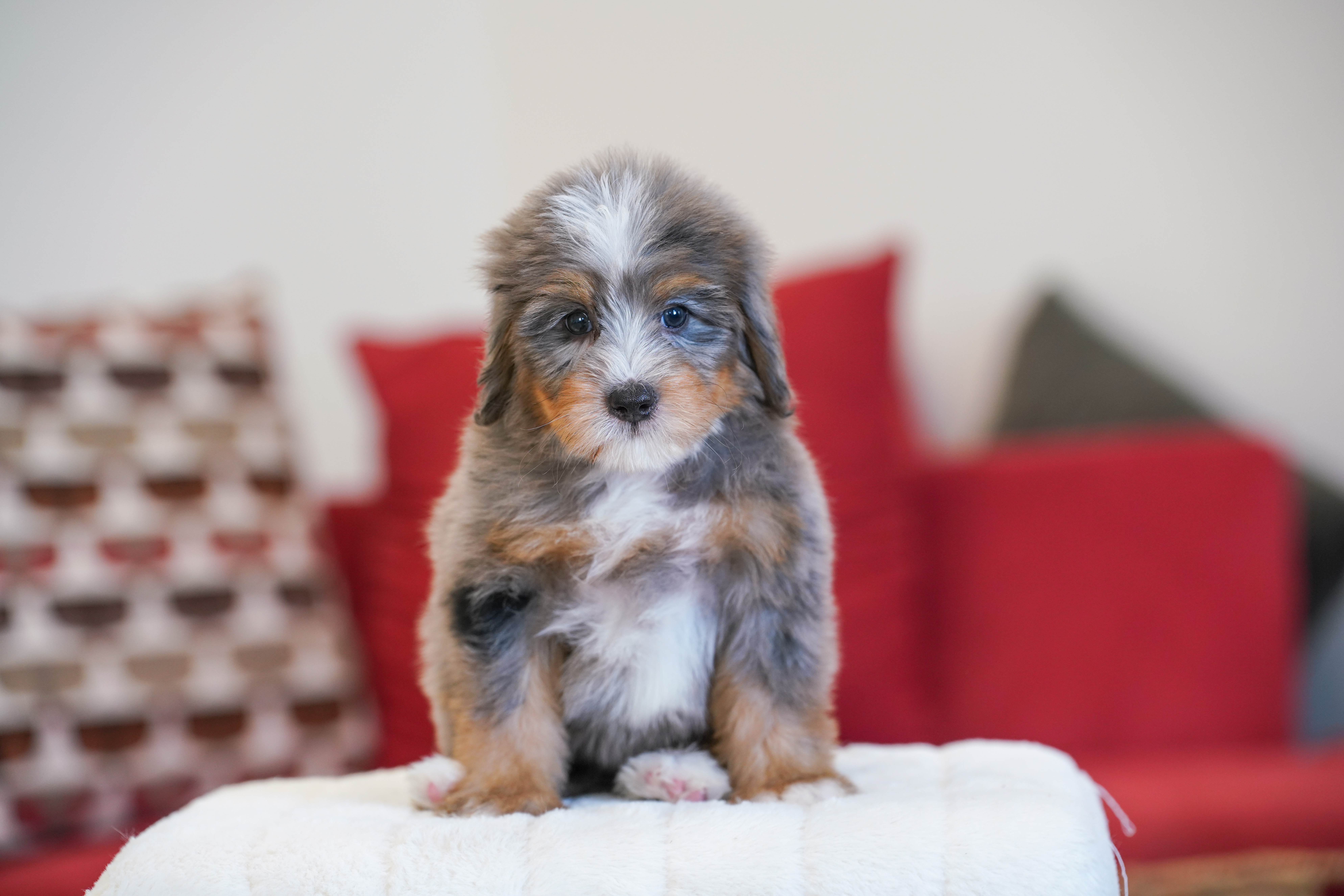 Kamala, Merle Tri Colored, girl, Mini Bernedoodle, puppy at Down Home Doodle