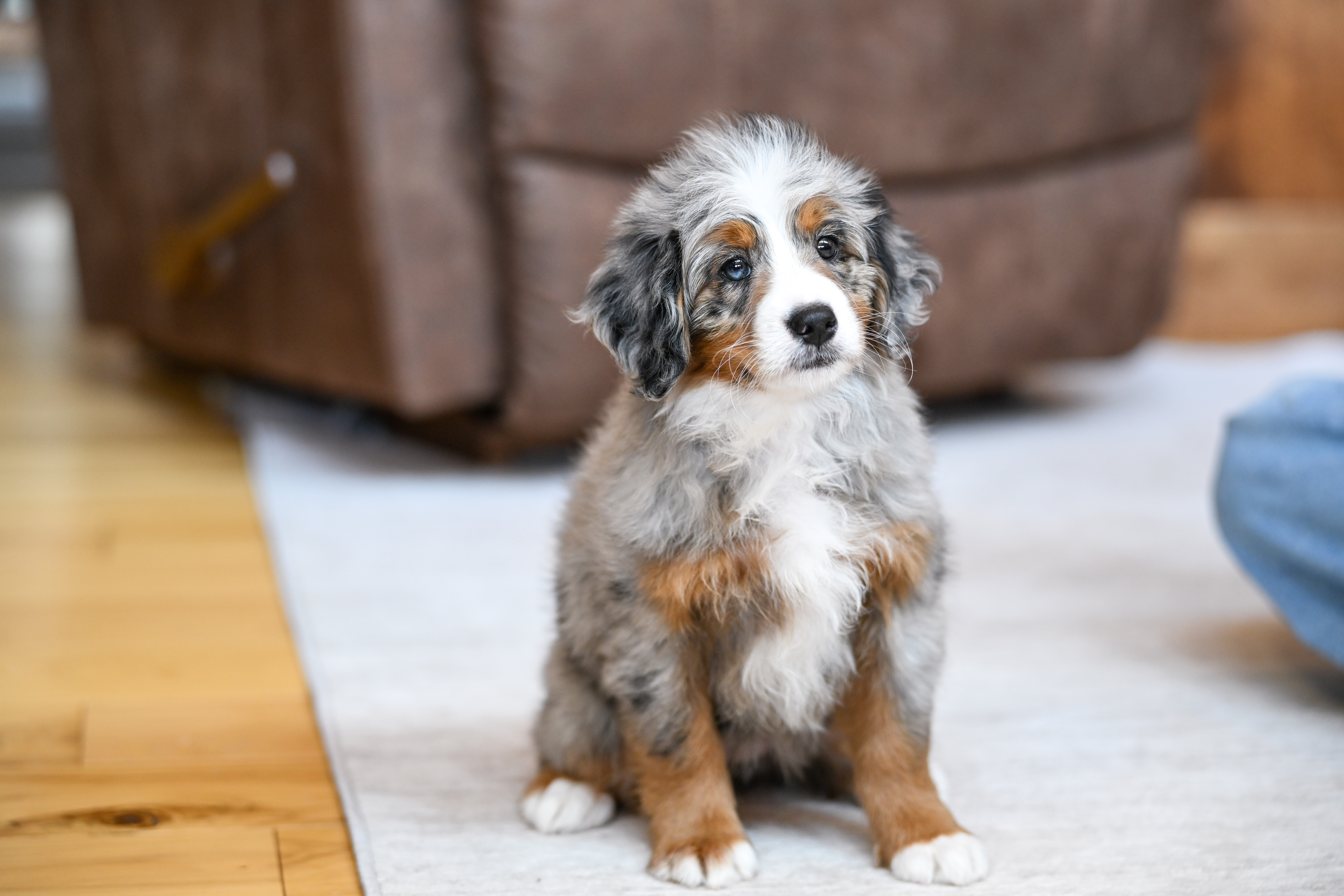 Rapunzel, Merle Tri Colored, girl, Mini Bernedoodle, puppy at Down Home Doodle