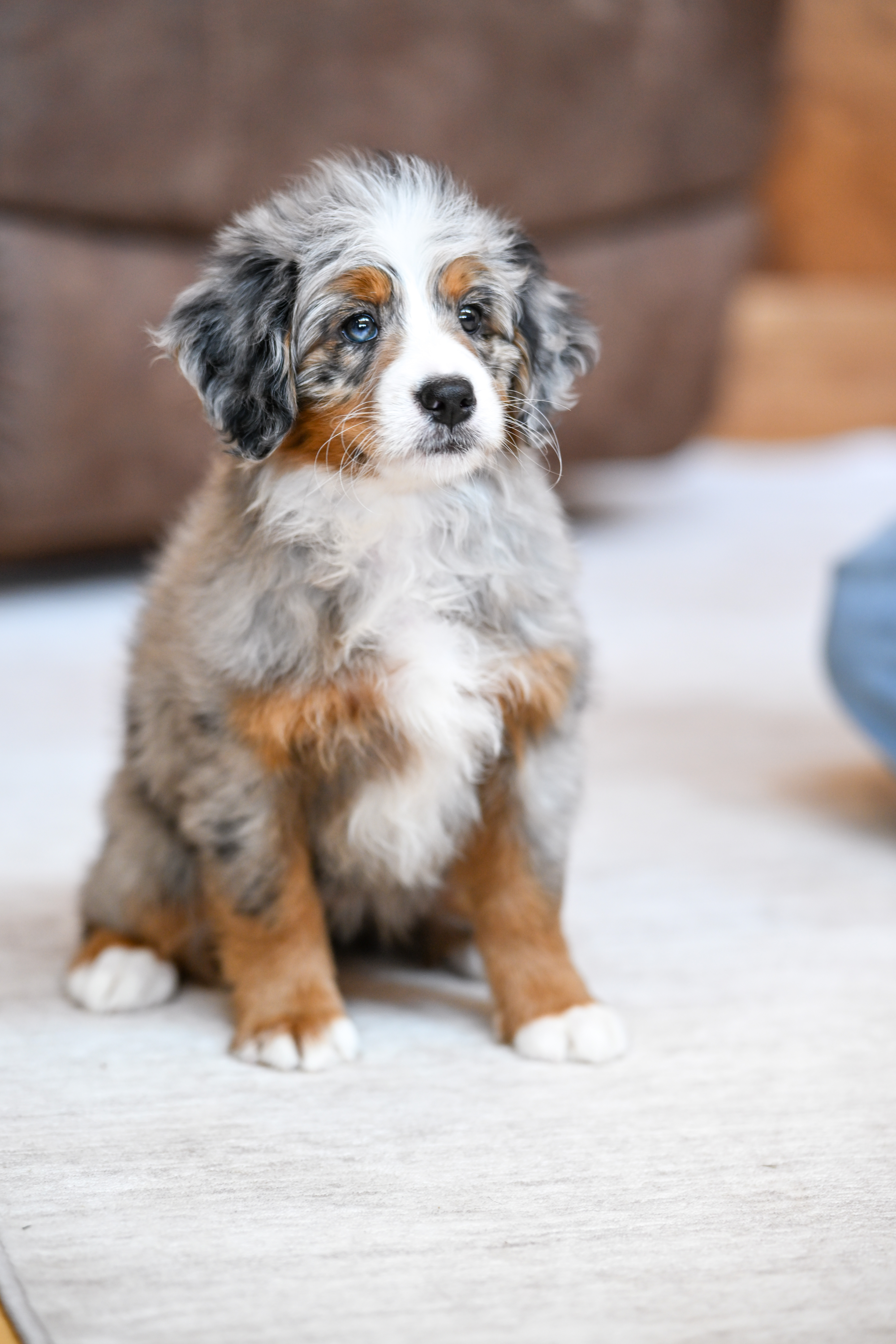 Rapunzel, Merle Tri Colored Mini Bernedoodle puppy