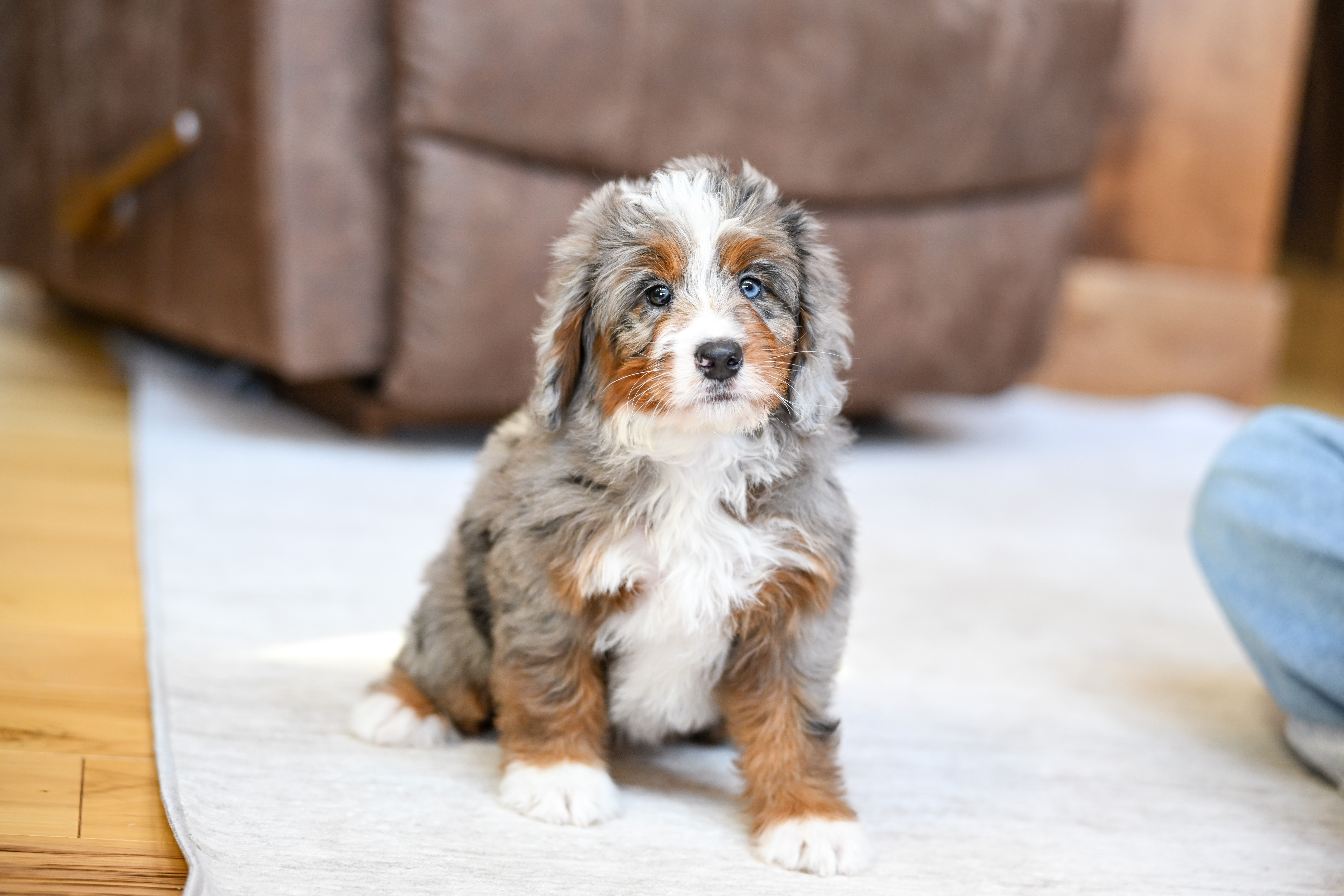 Jasmine, Merle Tri Colored, girl, Mini Bernedoodle, puppy at Down Home Doodle