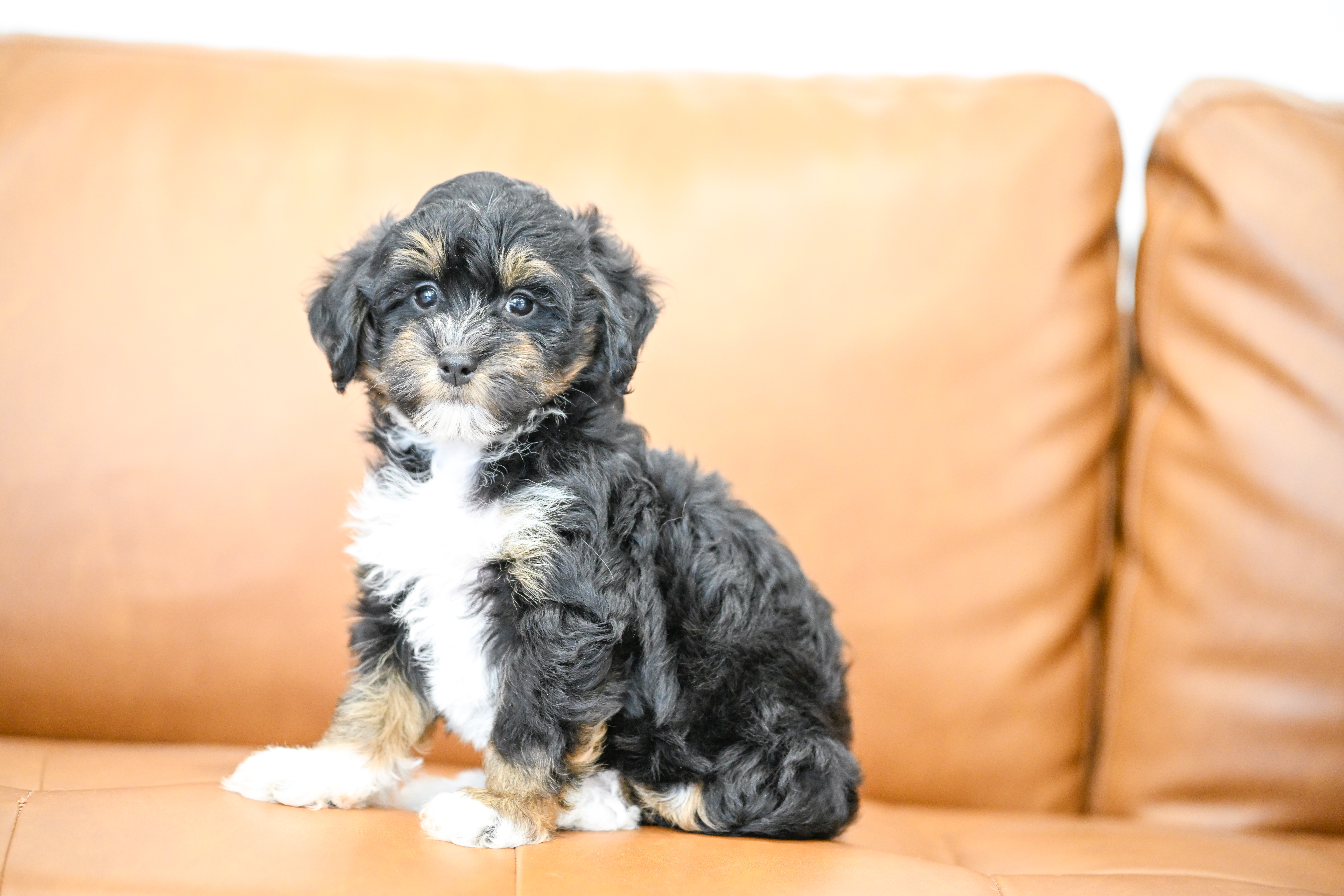 Odette, Tri Colored, girl, Micro Bernedoodle, puppy at Down Home Doodle