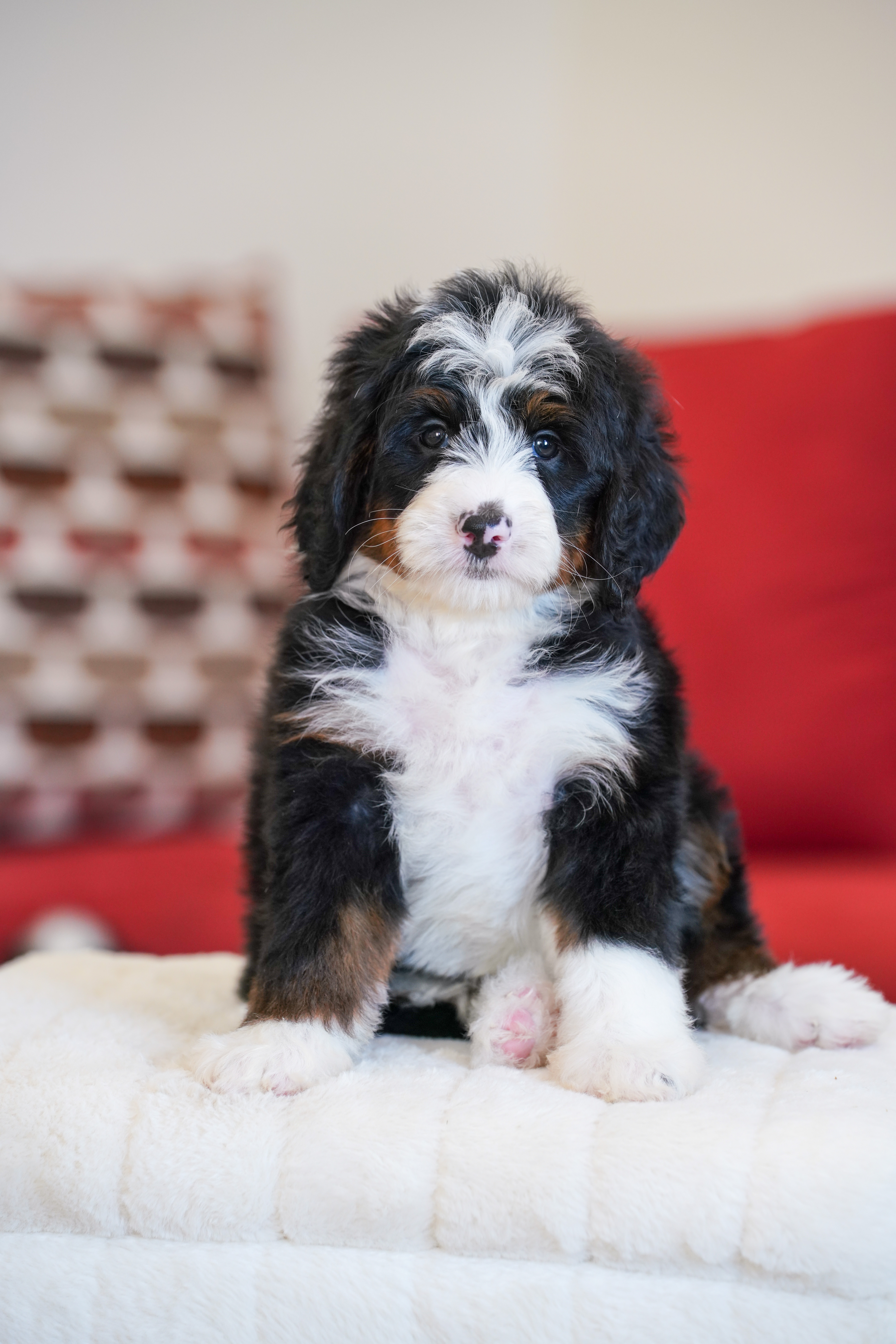 Hillary, Tri Colored, girl, Mini Bernedoodle, puppy at Down Home Doodle