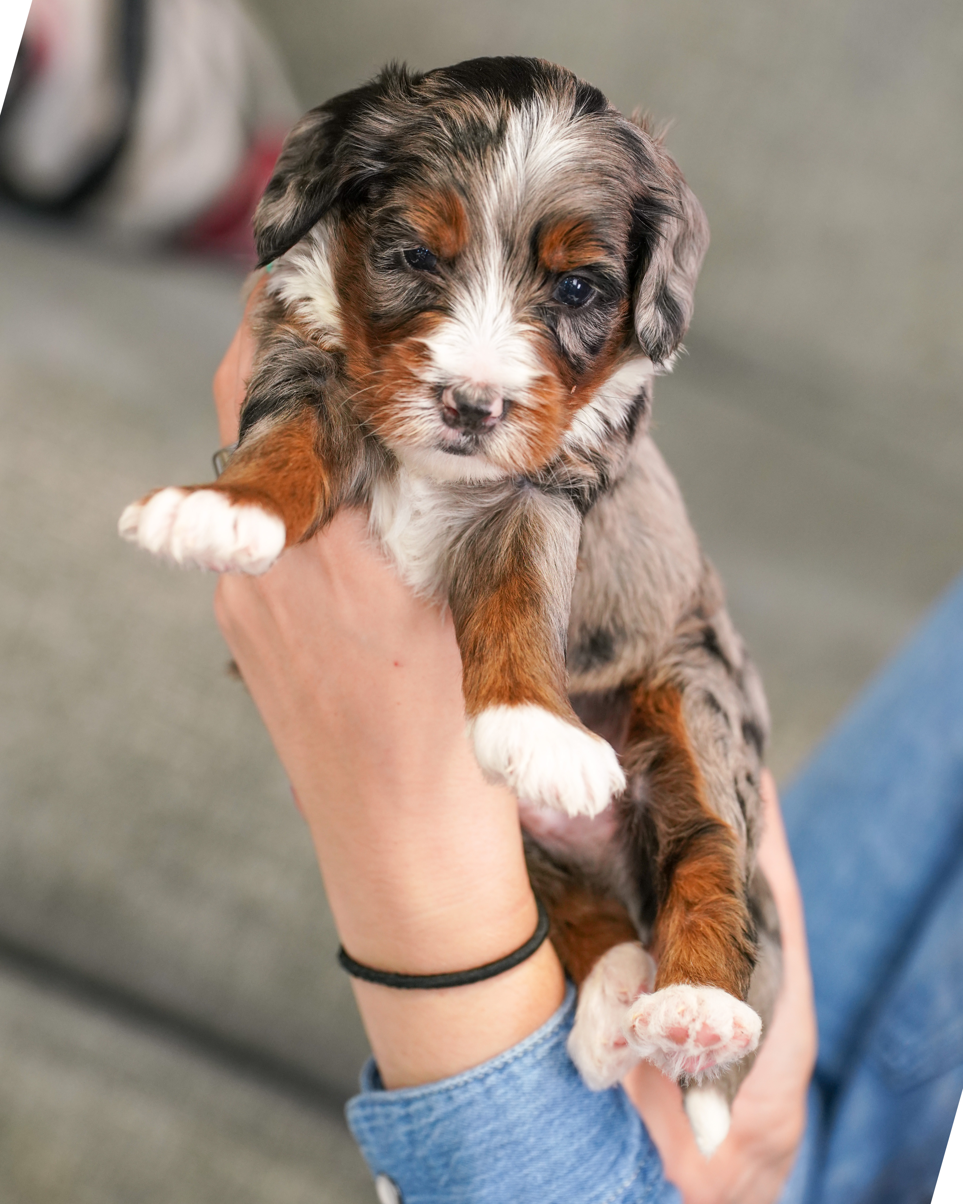Huckleberry, Merle Tri Colored, boy, Mini Bernedoodle, puppy at Down Home Doodle