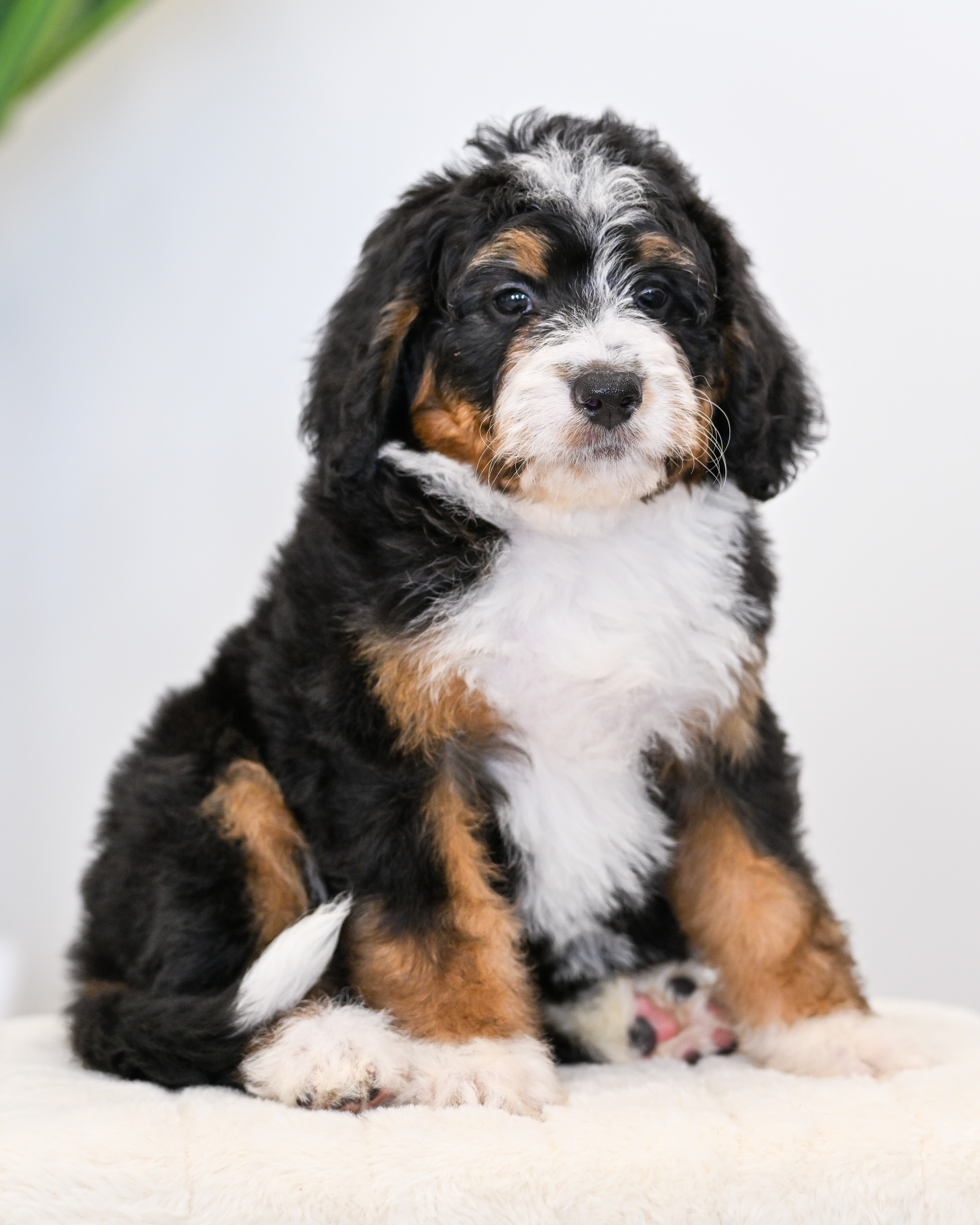 Taki, Tri Colored, girl, Mini Bernedoodle, puppy at Down Home Doodle