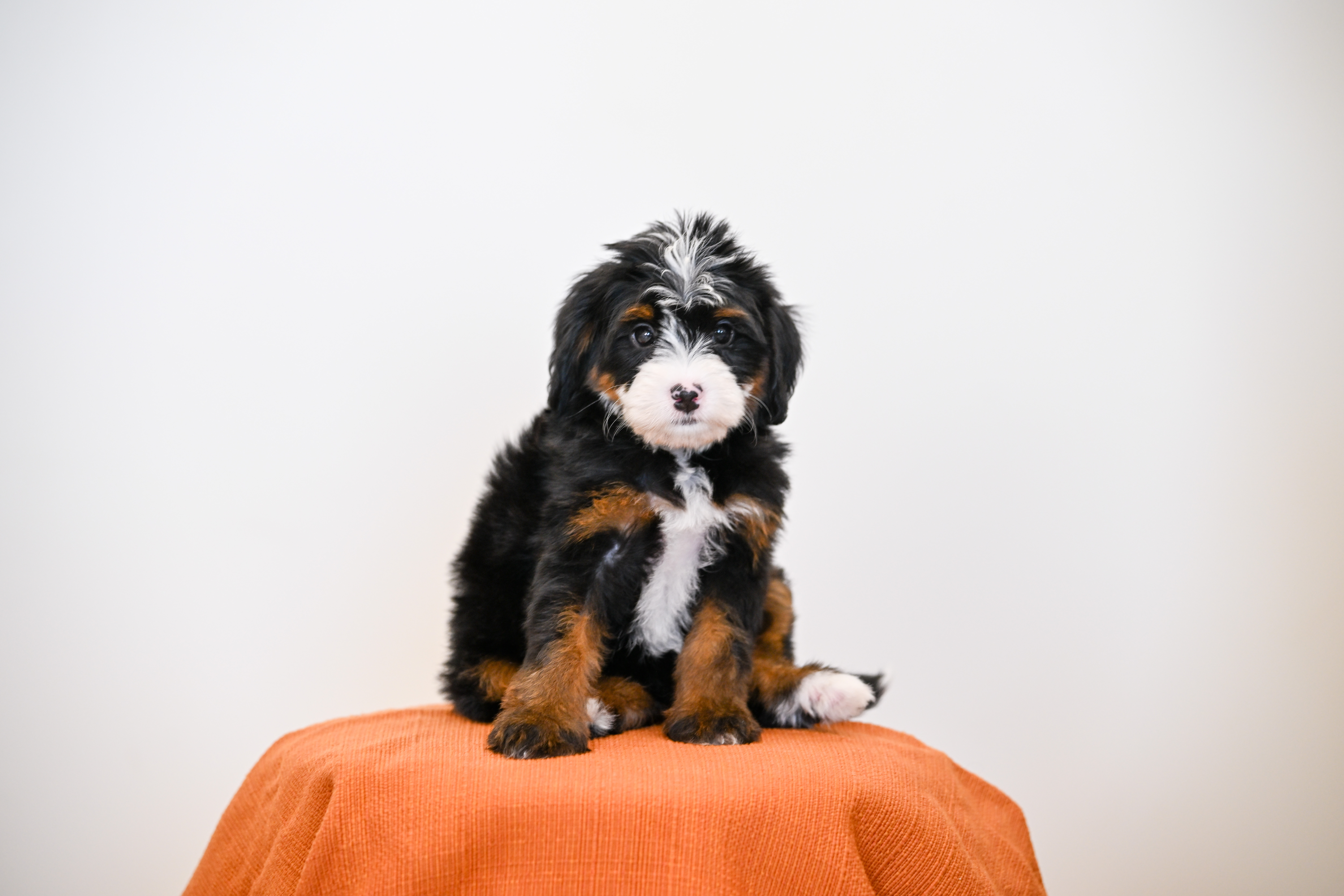 Laurel, Tri Colored Mini Bernedoodle puppy