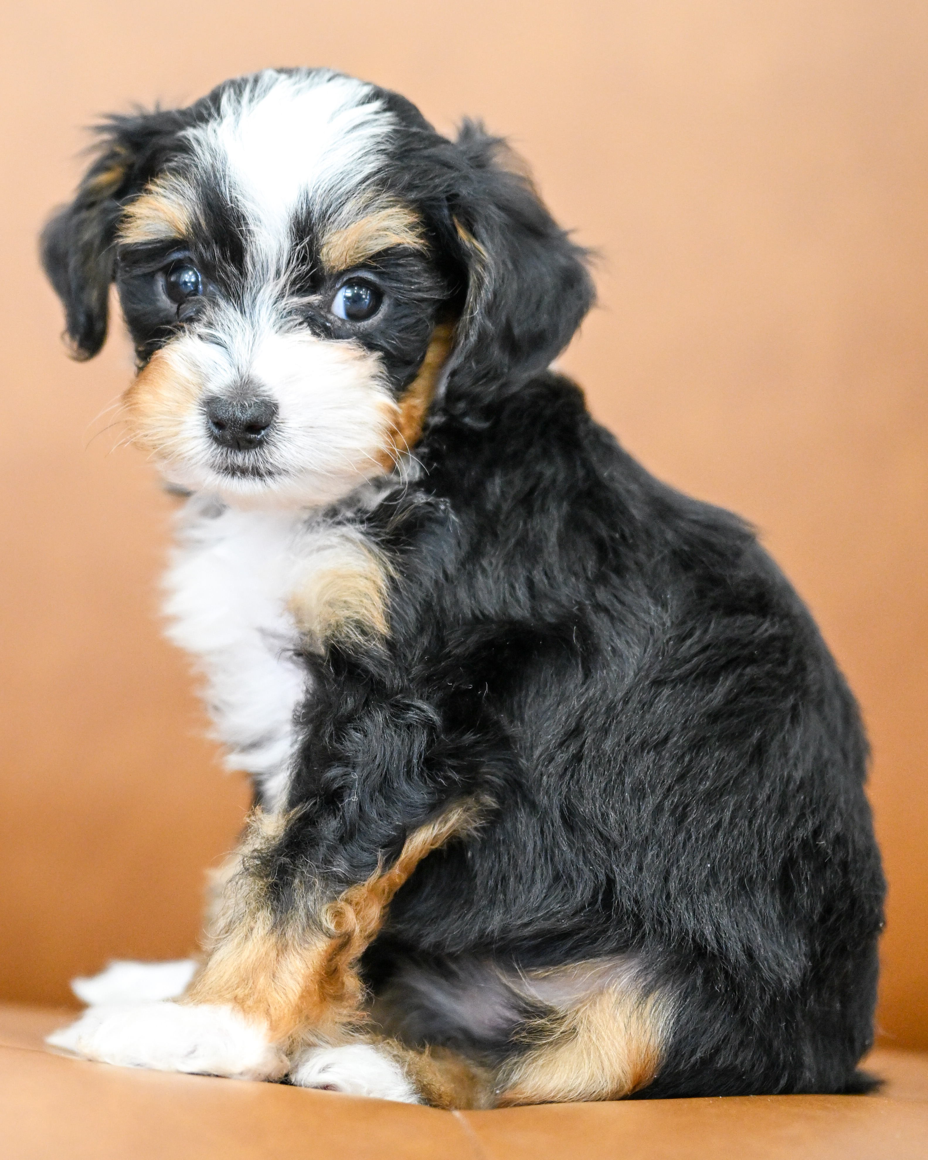 Marnie, Tri Colored, girl, Micro Bernedoodle, puppy at Down Home Doodle